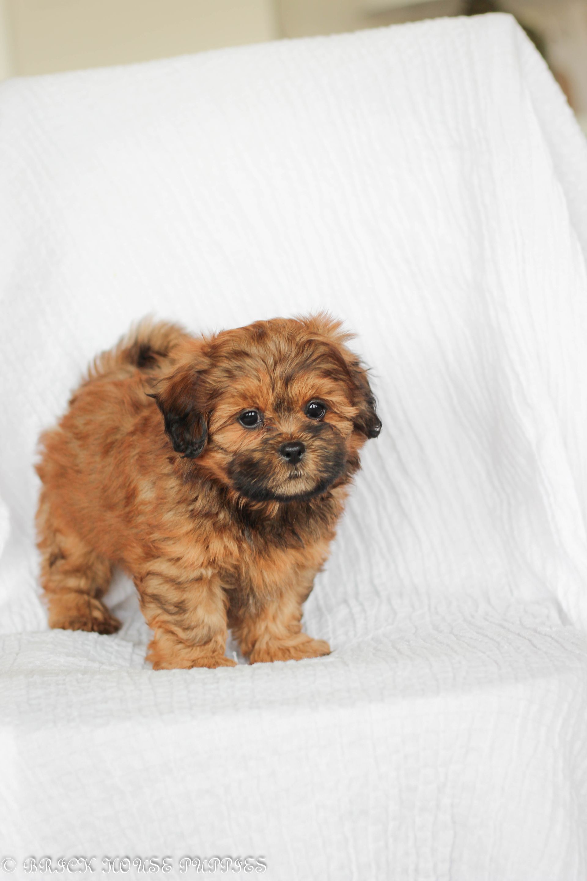 shihpoo puppies for sale, shihpoo puppies, shihpoo breeder, shihpoo puppy, shih poo , shihpoo, puppies for sale, teddybear puppies for sale, teddybear puppies, teddybear puppy,