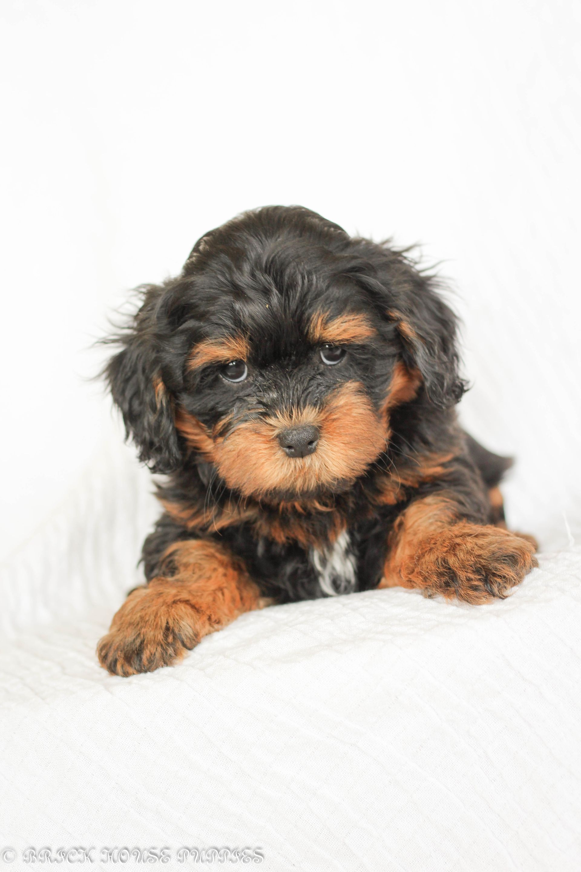 shihpoo puppies for sale, shihpoo puppies, shihpoo breeder, shihpoo puppy, shih poo , shihpoo, puppies for sale, teddybear puppies for sale, teddybear puppies, teddybear puppy,