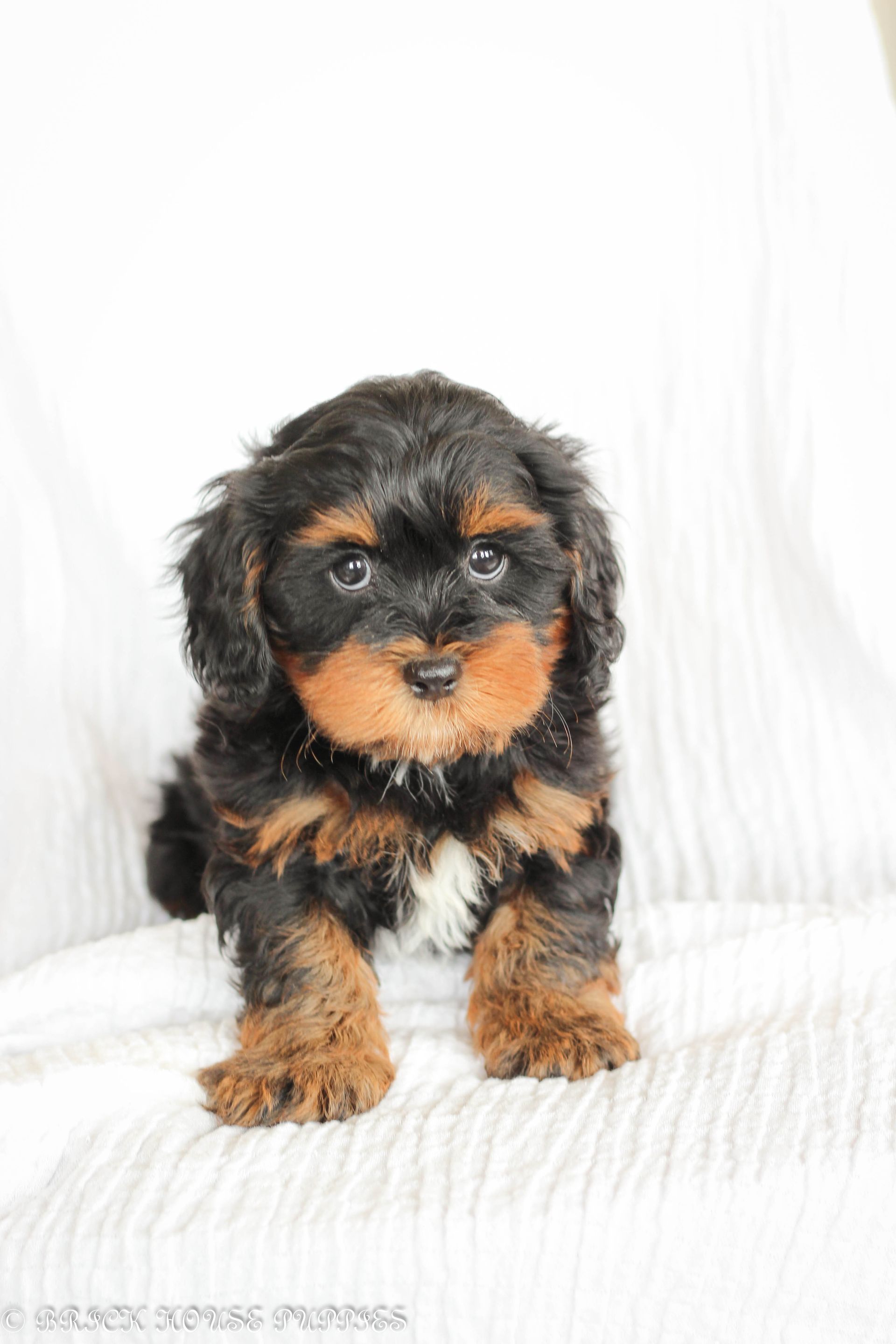 shihpoo puppies for sale, shihpoo puppies, shihpoo breeder, shihpoo puppy, shih poo , shihpoo, puppies for sale, teddybear puppies for sale, teddybear puppies, teddybear puppy,