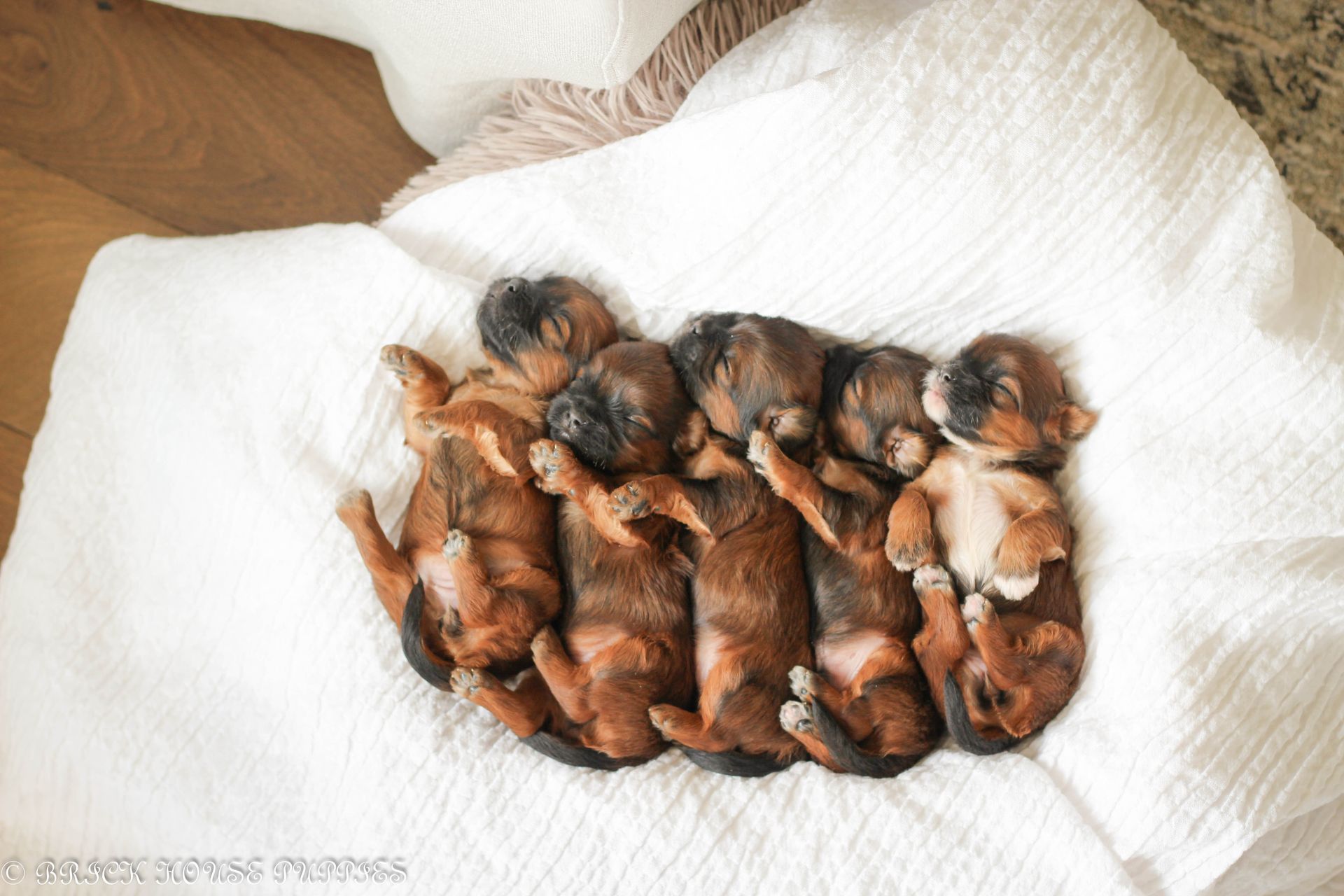 shihpoo puppies for sale, shihpoo puppies, shihpoo breeder, shihpoo puppy, shih poo , shihpoo, puppies for sale, teddybear puppies for sale, teddybear puppies, teddybear puppy,
