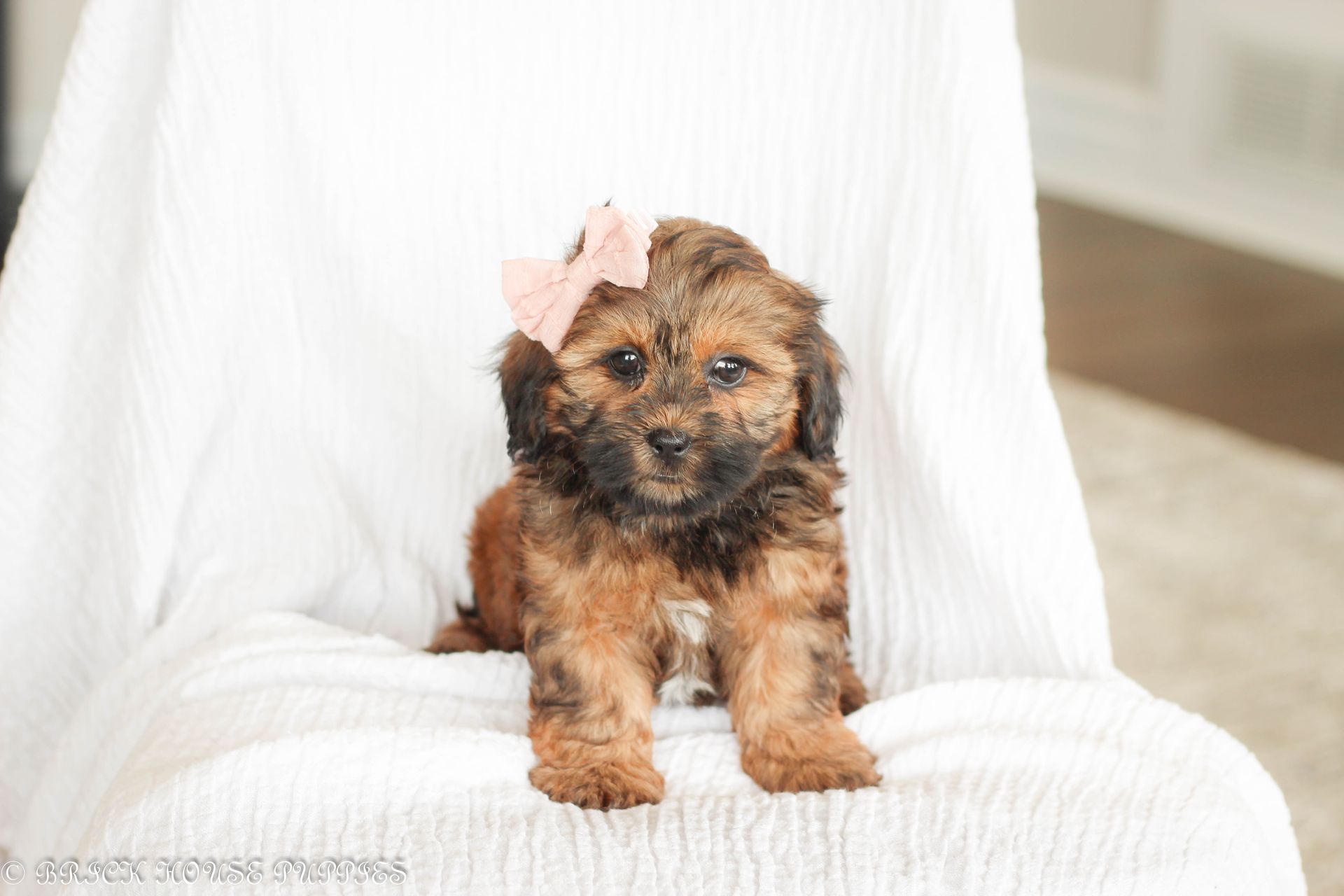 Brick House Puppies | Shih poo | Shihpoo Puppies for sale