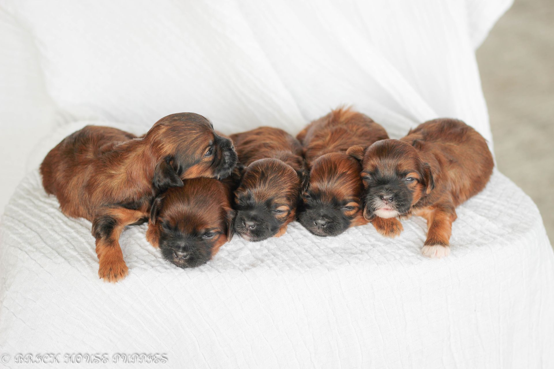 Brick House Puppies | Shih poo | Shihpoo Puppies for sale