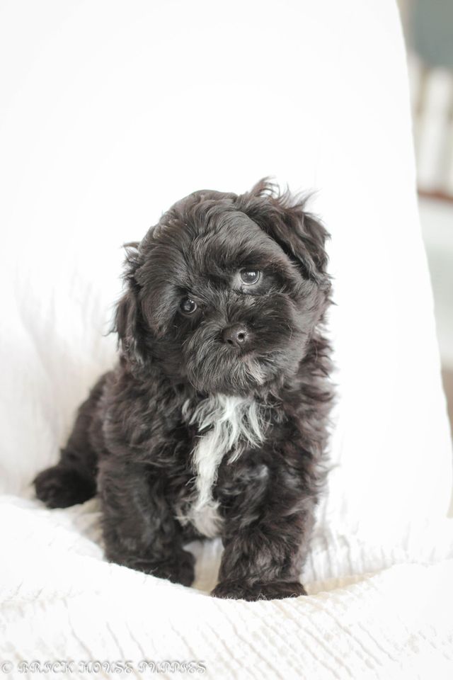 Shih Poo Puppy For Sale Shih Poo Puppies Breed Info Petland