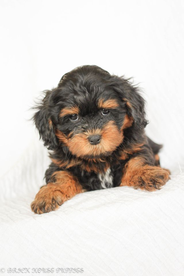 Shihpoo Breeder Shih Poo: Characteristics & Care | Wag!