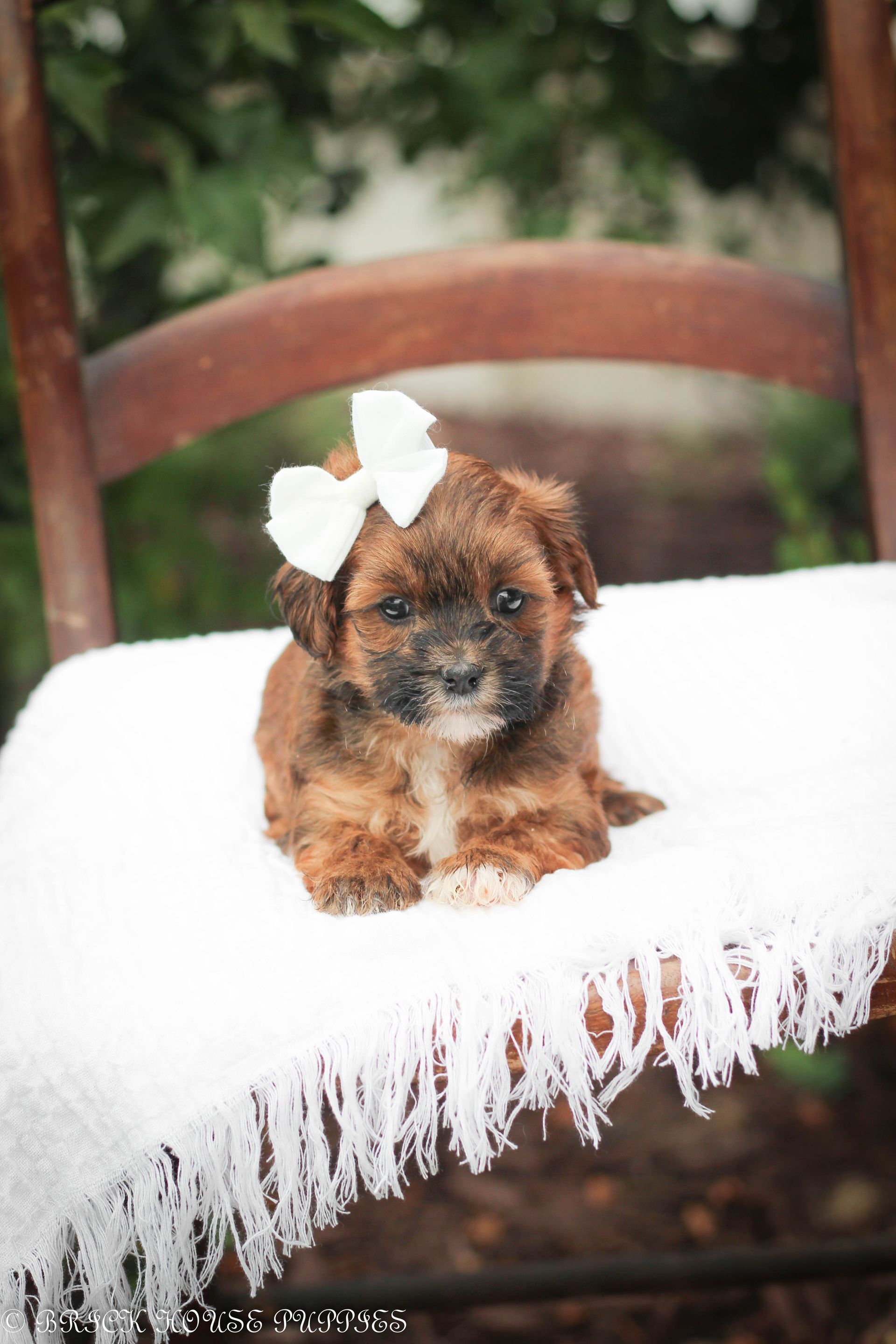 shihpoo puppies for sale, shihpoo puppies, shihpoo breeder, shihpoo puppy, shih poo , shihpoo, puppies for sale, teddybear puppies for sale, teddybear puppies, teddybear puppy,