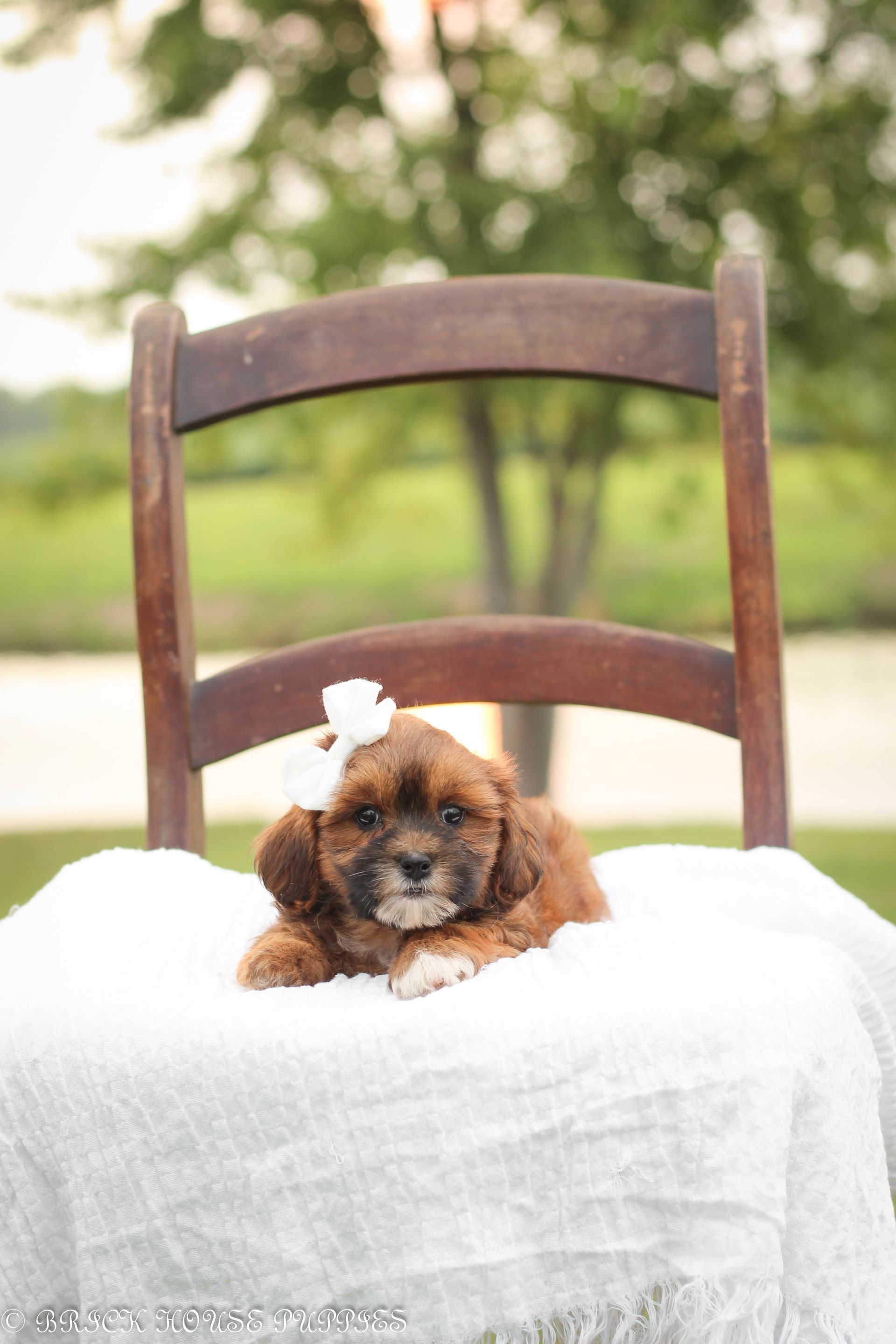 shihpoo puppies for sale, shihpoo puppies, shihpoo breeder, shihpoo puppy, shih poo , shihpoo, puppies for sale, teddybear puppies for sale, teddybear puppies, teddybear puppy,