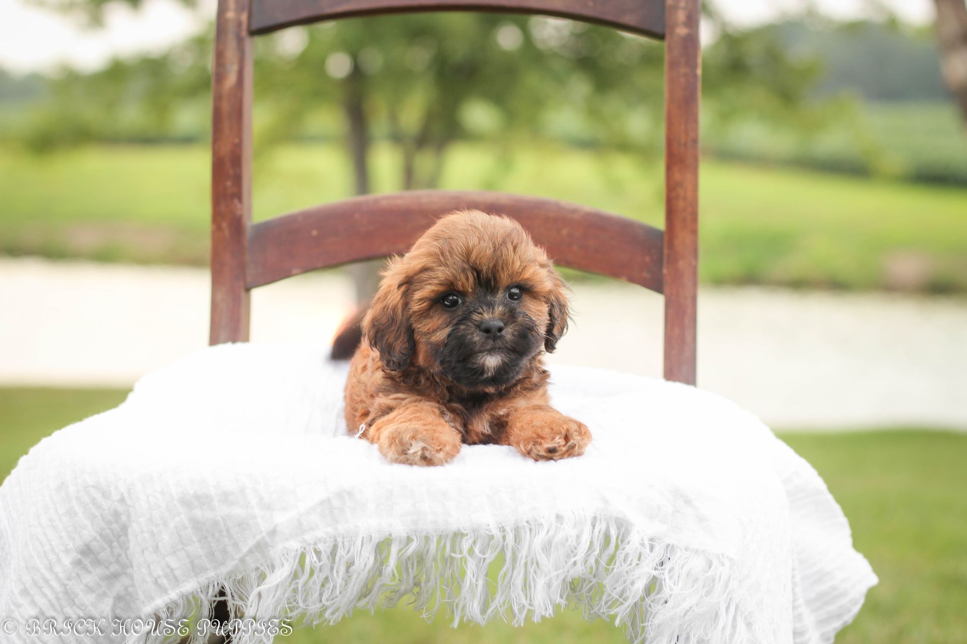 shihpoo puppies for sale, shihpoo puppies, shihpoo breeder, shihpoo puppy, shih poo , shihpoo, puppies for sale, teddybear puppies for sale, teddybear puppies, teddybear puppy, shih poo, Shih poo puppies for sale