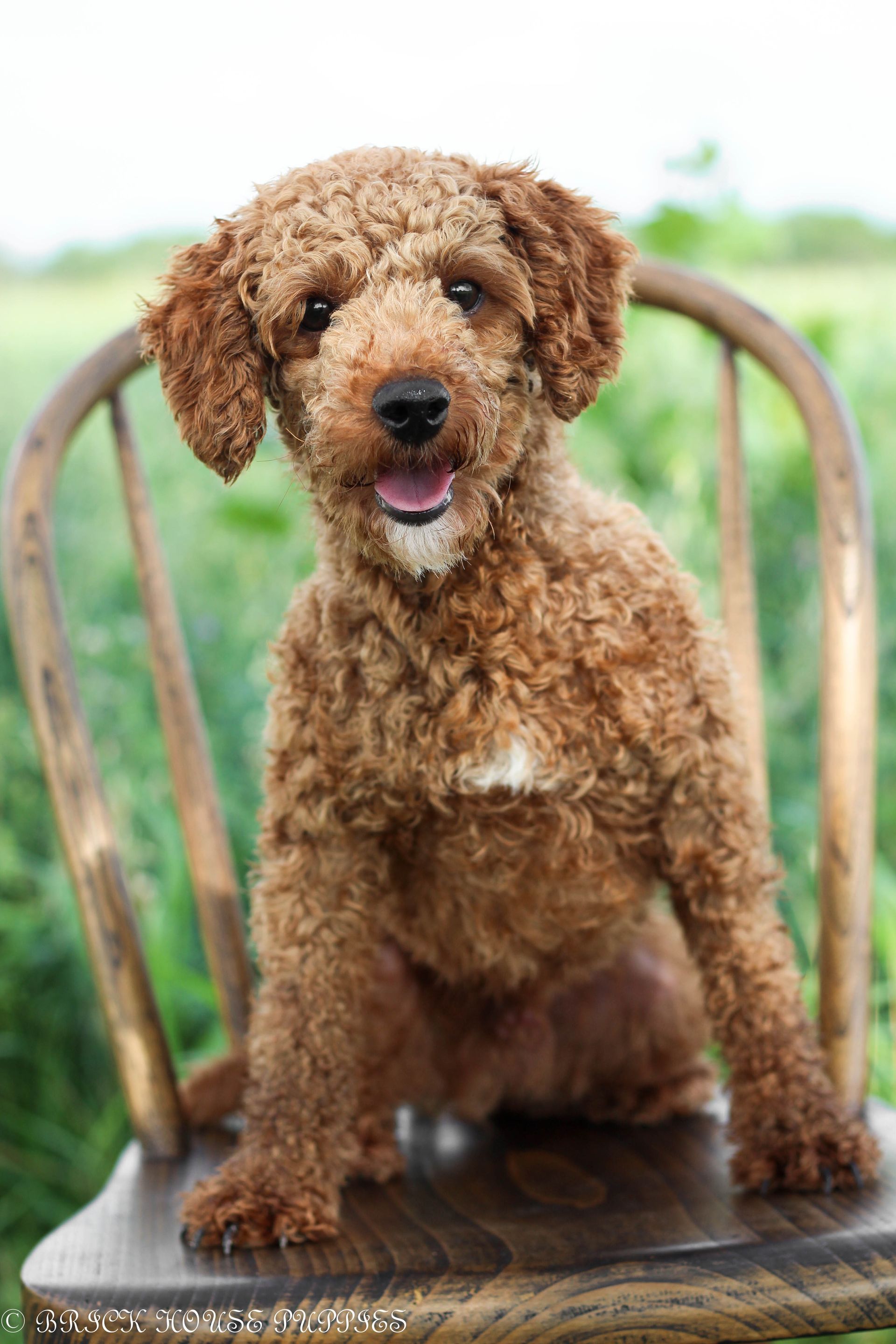 poochon puppies for sale, poochon puppies, poochon breeder, poochon, bichpoo puppies for sale, bich poo, bichpoo, bichpoo breeder, bichon poodle puppies for sale, bichon poodle puppies, bichon poodle, bichpoo puppies for sale, bichpoo, bichpoo breeder, bichon poodle breeder, teddybear puppies for sale, teddy bear puppies, teddy bear puppy breeder, puppies for sale, small puppy breeder, dog breeder, small dog breeder, brick house puppies, poodle, bichon, min poodle, toy poodle, bichon frise, poodle mix puppies for sale poochon puppies for sale, poochon puppies, poochon breeder, poochon, bichpoo puppies for sale, bich poo, bichpoo, bichpoo breeder, bichon poodle puppies for sale, bichon poodle puppies, bichon poodle, bichpoo puppies for sale, bichpoo, bichpoo breeder, bichon poodle breeder, teddybear puppies for sale, teddy bear puppies, teddy bear puppy breeder, puppies for sale, small puppy breeder, dog breeder, small dog breeder, brick house puppies, poodle, bichon, min poodle, toy poodle, bichon frise, poodle mix puppies for sale,