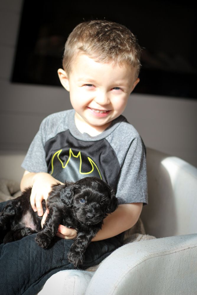 shihpoo puppies for sale, shihpoo puppies, shihpoo breeder,  shihpoo puppy. shihtzu poodle mix, poodle shihtzu, shihpoo, shih poo, shih poo puppies for sale, puppies for sale, shihpoo puppies for sale near me, teddy bear puppies for sale, teddybear puppies for sale, teddybear puppies, teddybear puppy, teddybear puppy breeder, designer puppies for sale, small puppies for sale, hypoallergenic puppies, nonshedding puppies, healthy puppies