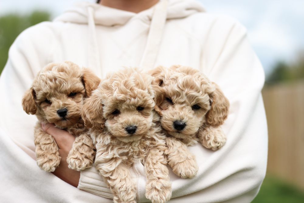 Poochon puppies for sale, shihpoo puppies for sale, maltipoo puppies for sale, teddybear puppies for sale, poochon breeder, maltipoo breeder, maltipoo, poochon, shihpoo, shihpoo  puppy, maltipoo puppy, poochon puppy, bichpoo puppies for sale, bichpoo breeder, puppies for sale, puppies, teddybear puppy