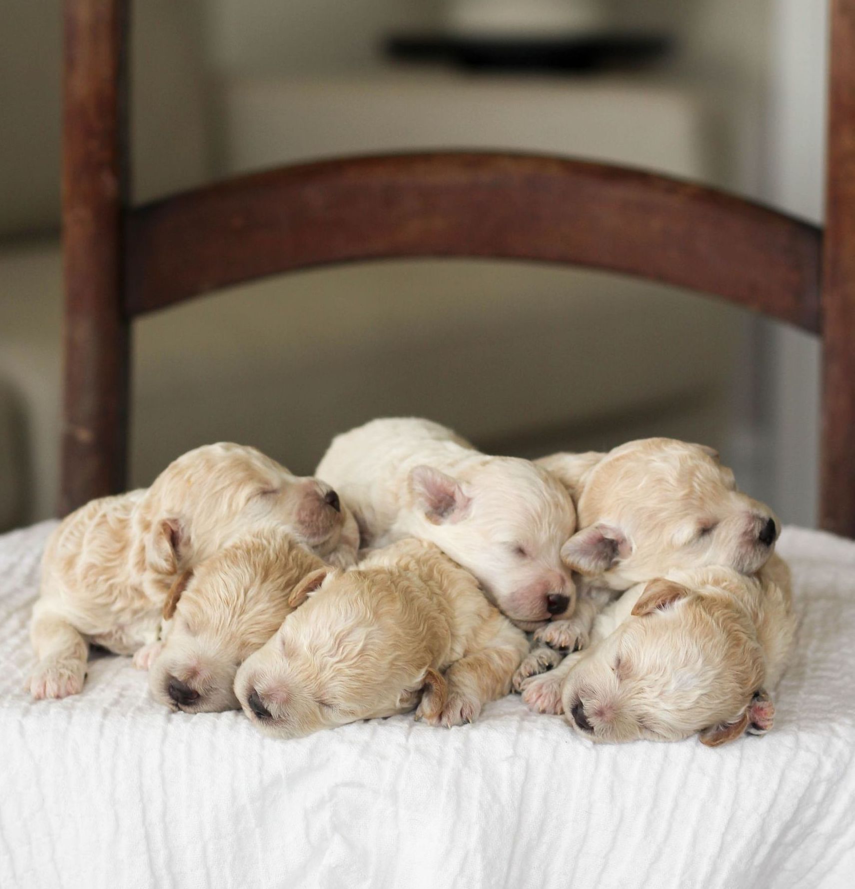 Poochon Puppies for sale, poochon puppies, bichpoo puppies, teddybear puppies for sale, teddybear puppies, teddybear puppy breeder, poochon breeder, puppies for sale