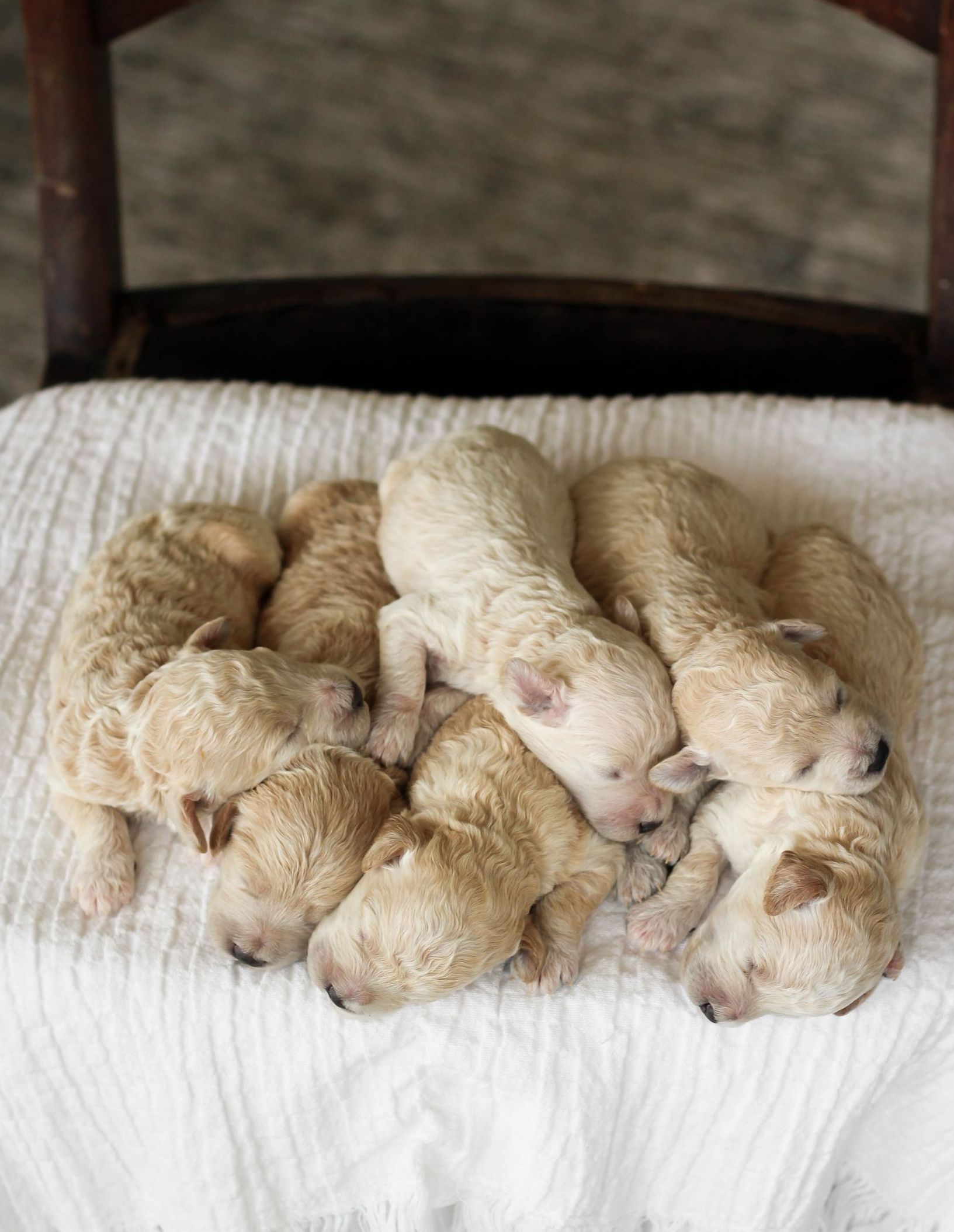 Poochon Puppies for sale, poochon puppies, bichpoo puppies, teddybear puppies for sale, teddybear puppies, teddybear puppy breeder, poochon breeder, puppies for sale