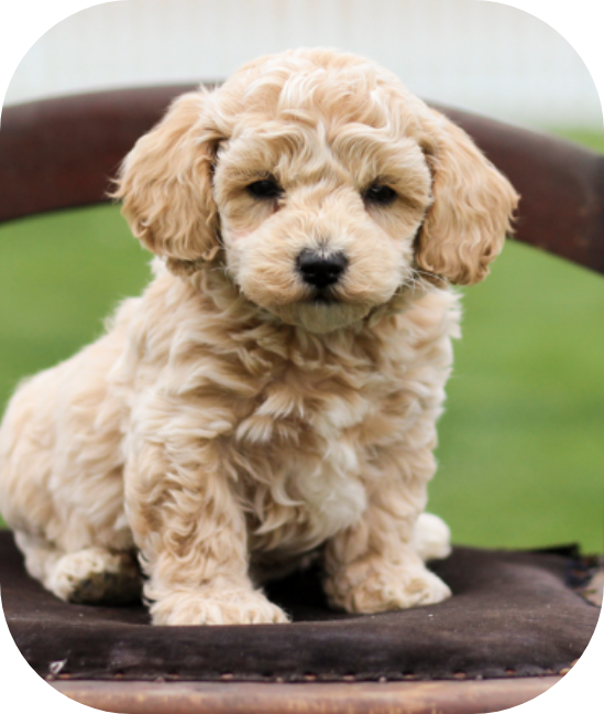 shihpoo puppies for sale, shihpoo breeder, shihpoo puppies, shihoo, teddybear puppy, teddybear puppies for sale, teddybear puppy breeder, puppies for sale, shihtzu poodle puppies, poodle shihtzu puppies for sale, puppies for sale near me, maltipoo puppies for sale, 