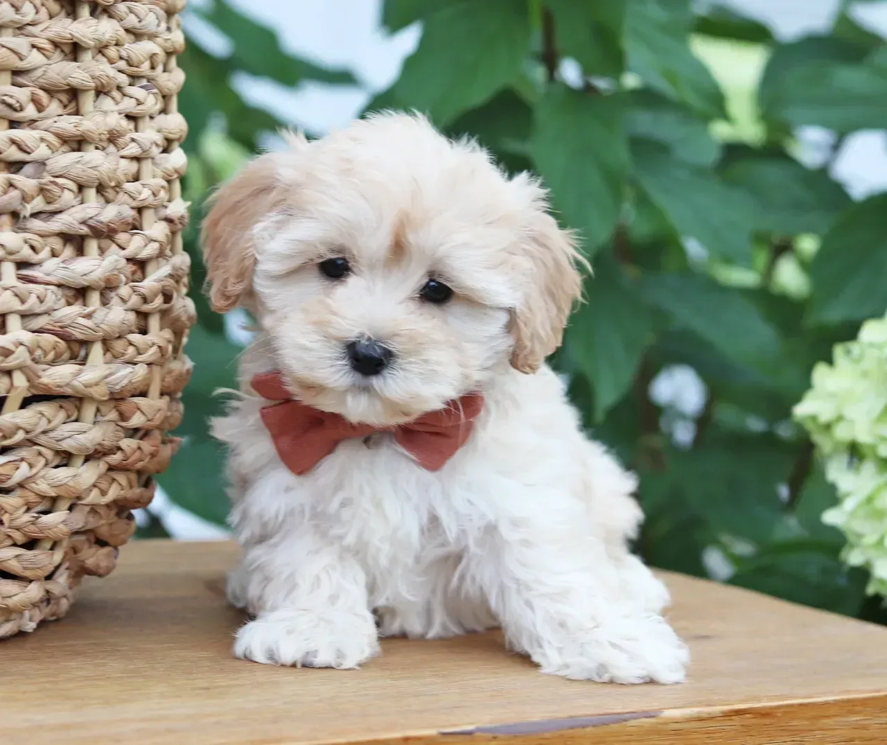 poodle puppies for sale, toy poodle puppies, mini poodle puppies for sale, toy poodle breeder, poodle breeder, parti poodle