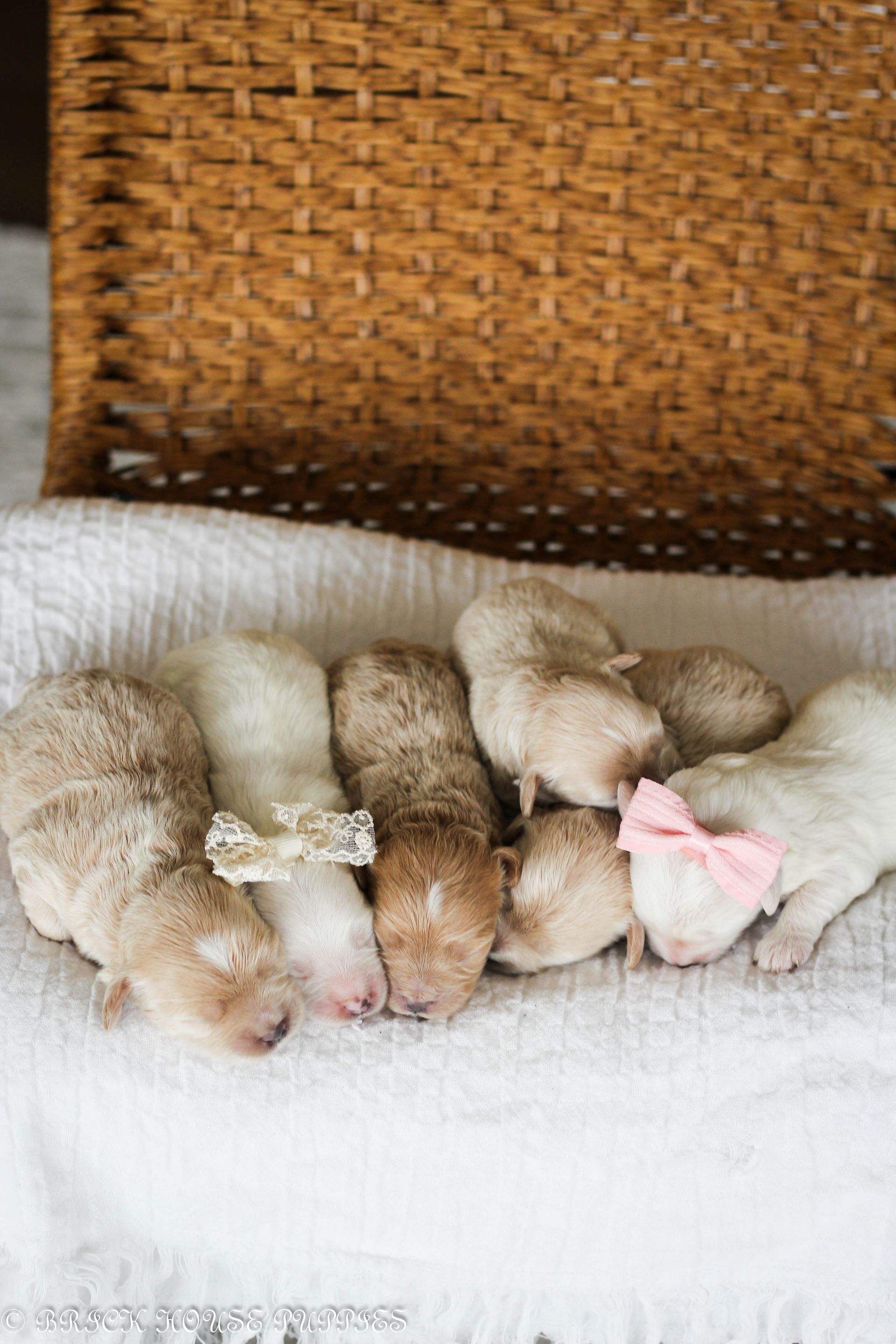 maltipoo puppies for sale, maltipoo puppies, maltese poodle, maltipoo, teddybear puppies for sale, teddybear puppies, puppies for sale, maltipoo breeder, multipoo puppies, multipooh, breeder of ,maltipoo puppies