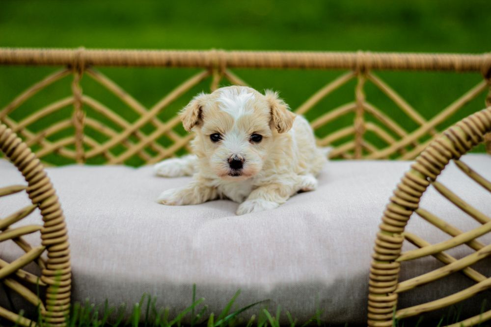 maltipoo puppies for sale, maltipoo breeder, maltipoo, maltipoo puppies, teddybear puppies for sale, multipoo puppies