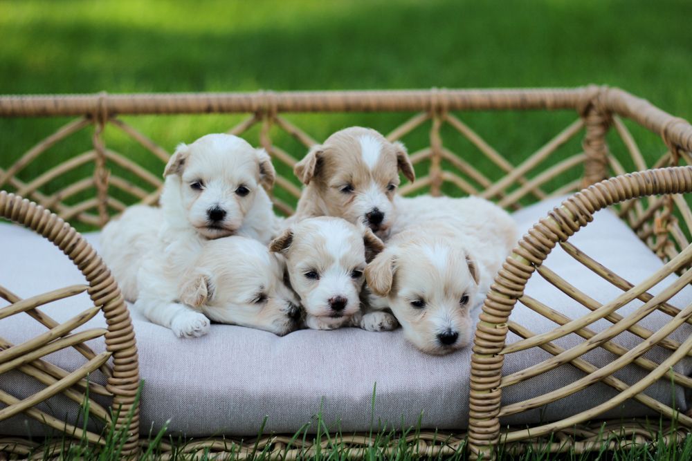 maltipoo puppies for sale, maltipoo breeder, maltipoo, maltipoo puppies, teddybear puppies for sale, multipoo puppies