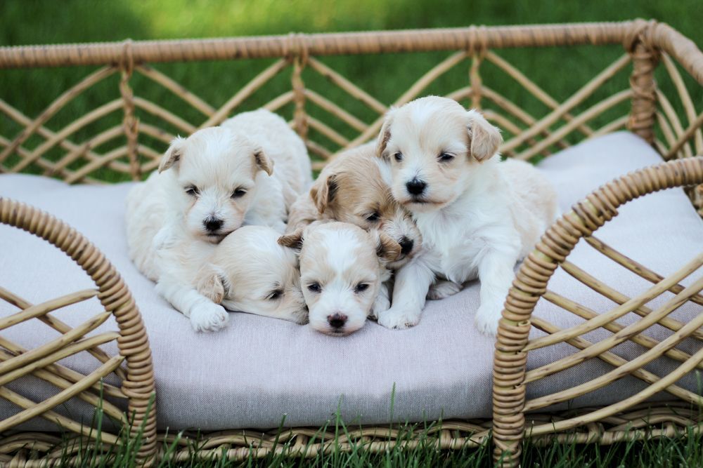 maltipoo puppies for sale, maltipoo breeder, maltipoo, maltipoo puppies, teddybear puppies for sale, multipoo puppies