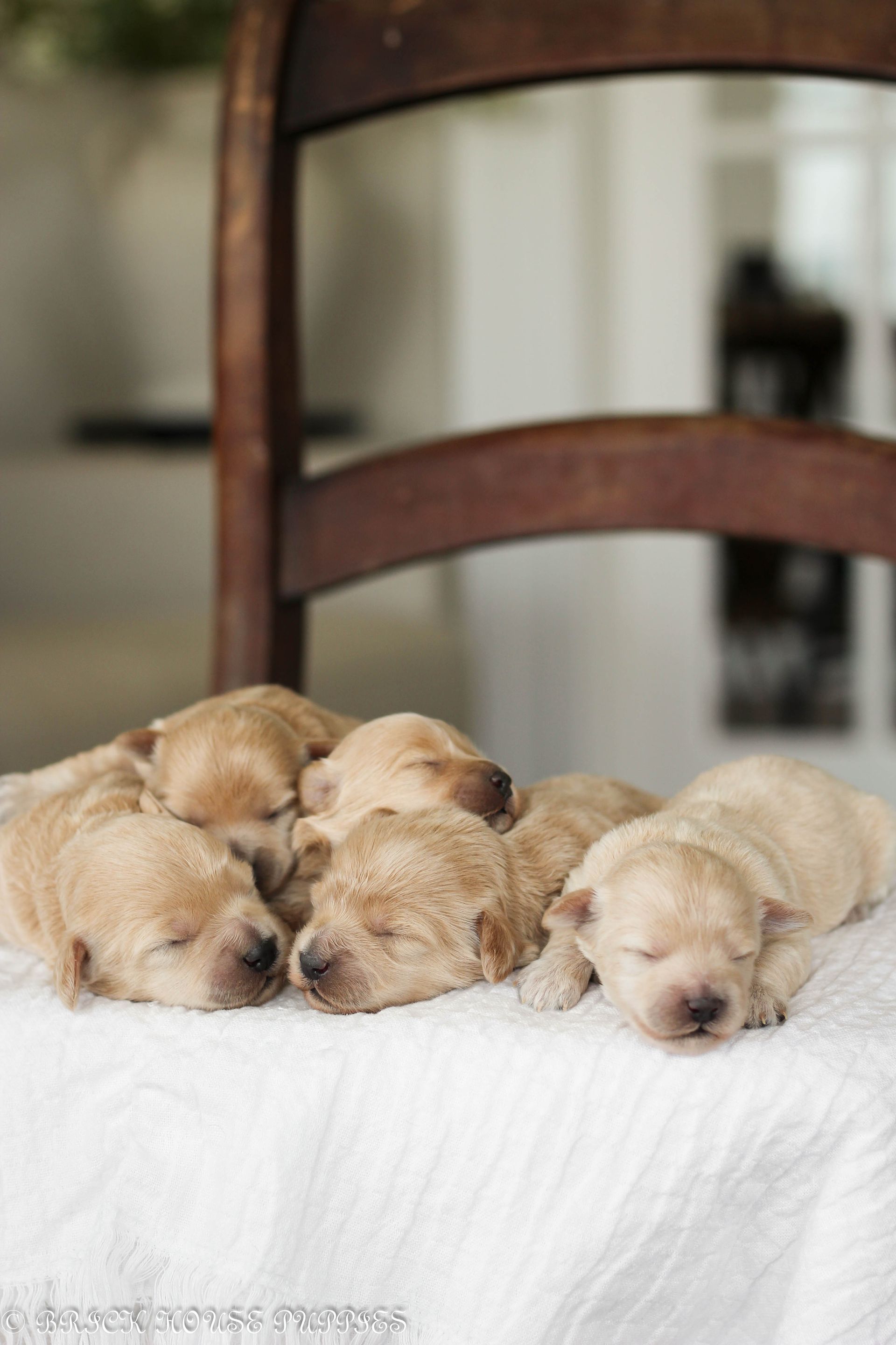 maltipoo puppies for sale, maltipoo puppies, maltese poodle, maltipoo, teddybear puppies for sale, teddybear puppies, puppies for sale, maltipoo breeder, multipoo puppies, multipooh, breeder of ,maltipoo puppies, 