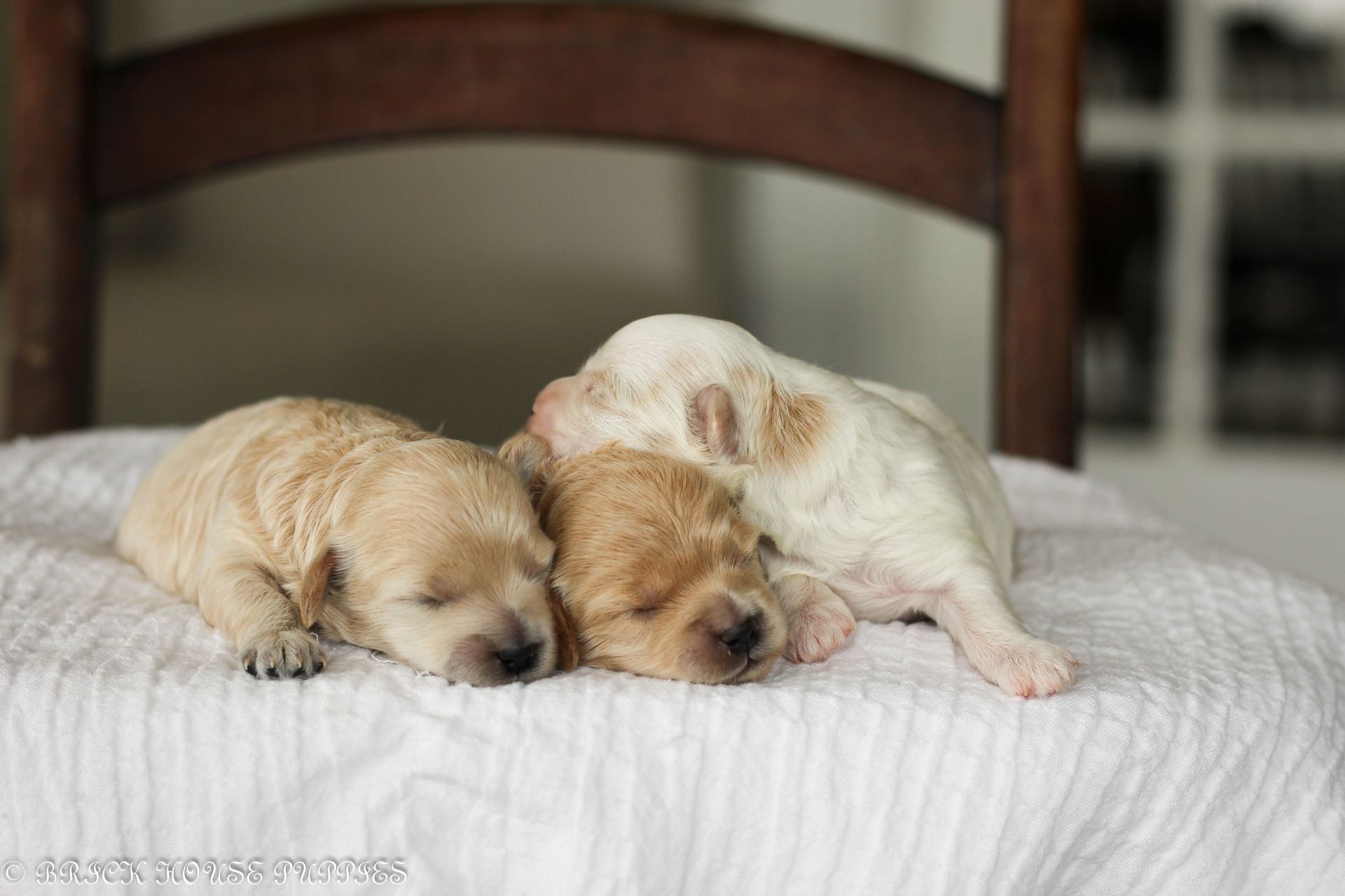 maltipoo puppies for sale, maltipoo puppies, maltese poodle, maltipoo, teddybear puppies for sale, teddybear puppies, puppies for sale, maltipoo breeder, multipoo puppies, multipooh, breeder of ,maltipoo puppies