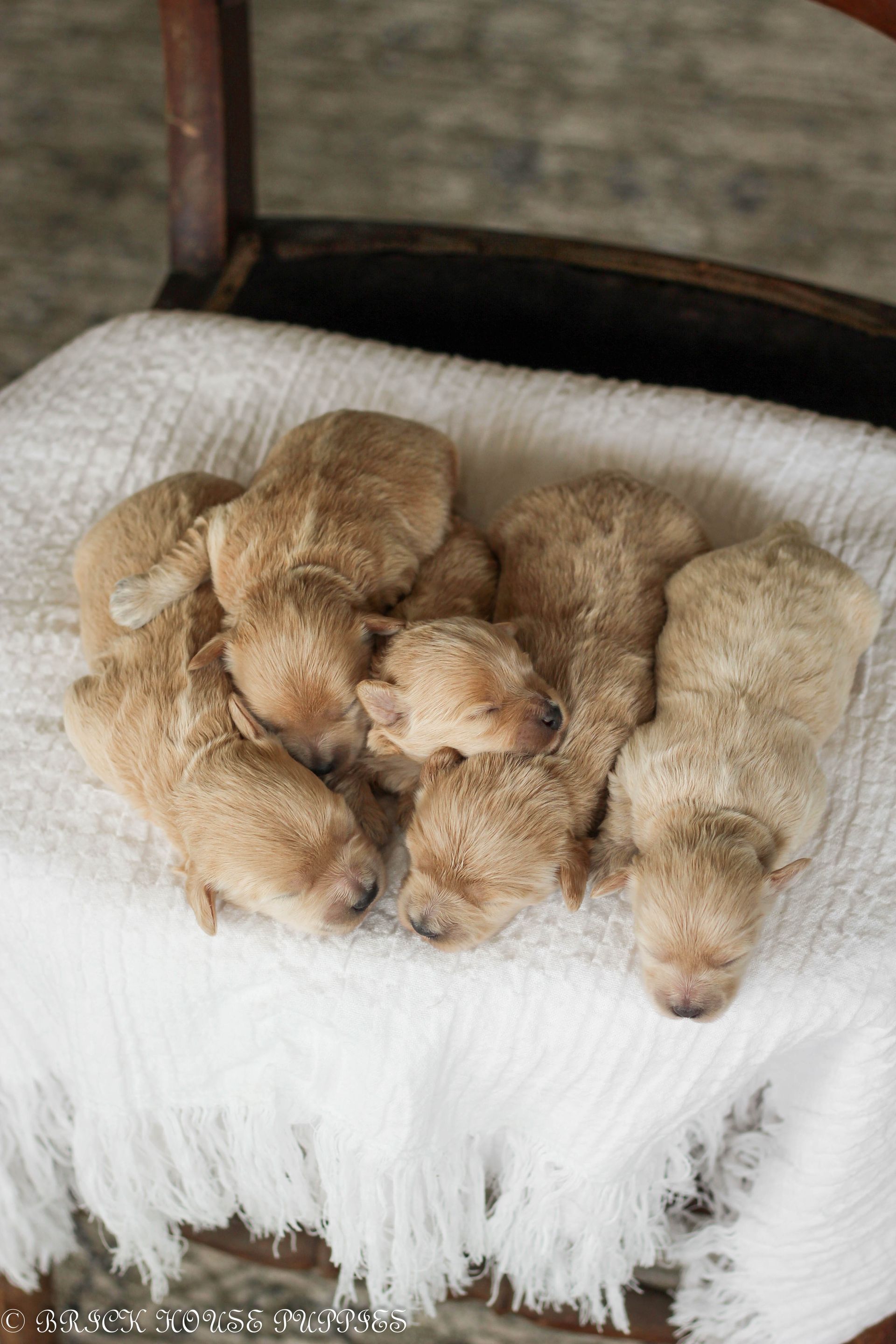 maltipoo puppies for sale, maltipoo puppies, maltese poodle, maltipoo, teddybear puppies for sale, teddybear puppies, puppies for sale, maltipoo breeder, multipoo puppies, multipooh, breeder of ,maltipoo puppies