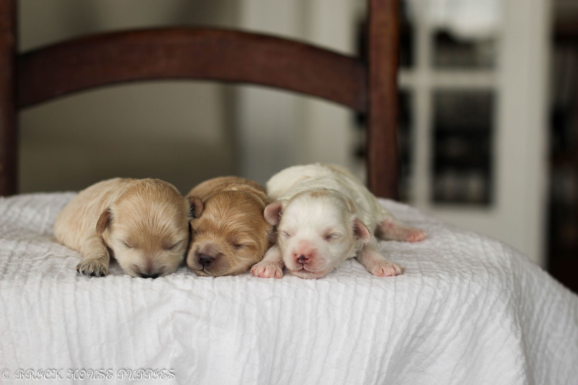 maltipoo puppies for sale, maltipoo puppies, maltese poodle, maltipoo, teddybear puppies for sale, teddybear puppies, puppies for sale, maltipoo breeder, multipoo puppies, multipooh, breeder of ,maltipoo puppies, 