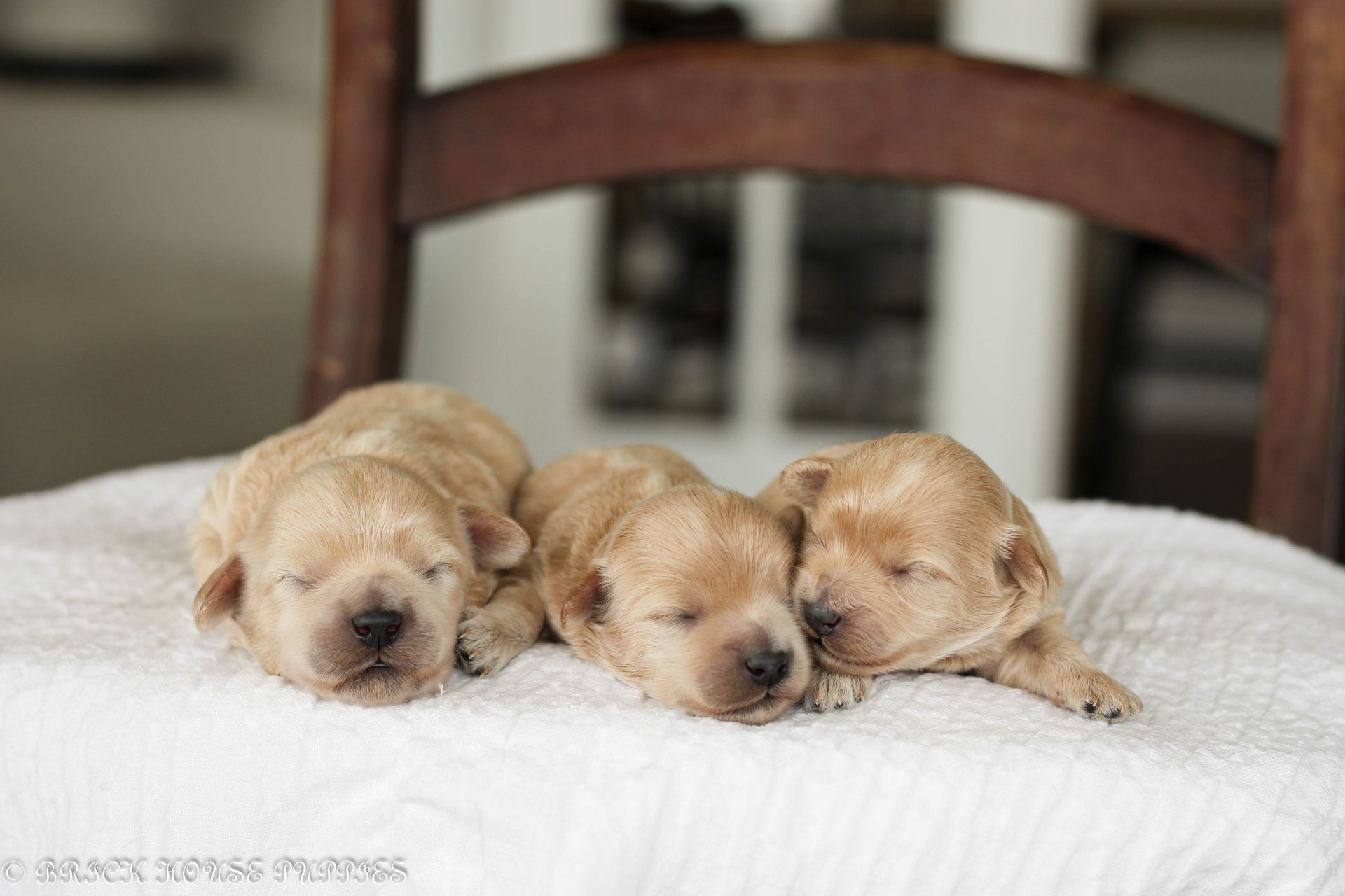 maltipoo puppies for sale, maltipoo puppies, maltese poodle, maltipoo, teddybear puppies for sale, teddybear puppies, puppies for sale, maltipoo breeder, multipoo puppies, multipooh, breeder of ,maltipoo puppies