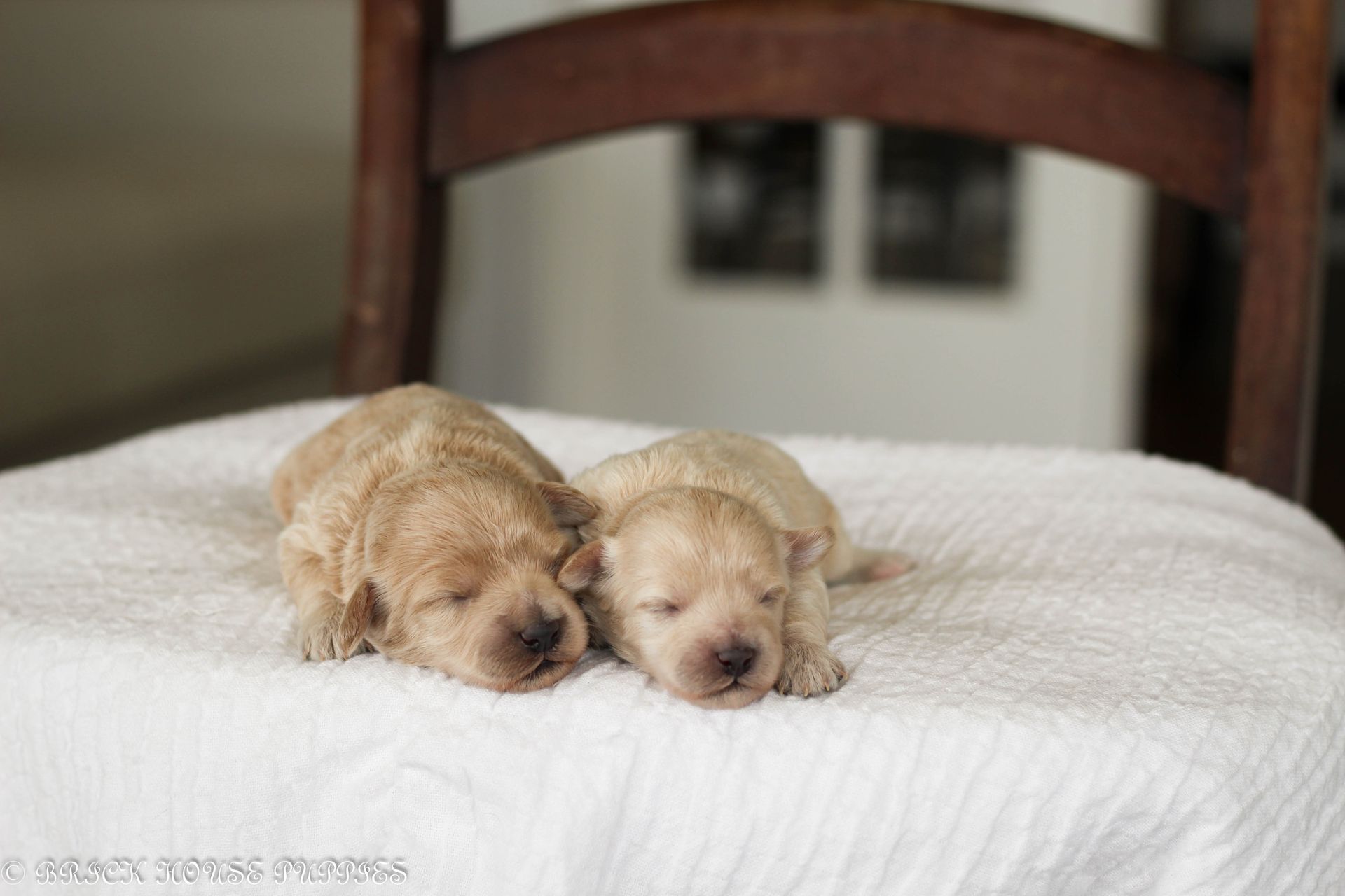 maltipoo puppies for sale, maltipoo puppies, maltese poodle, maltipoo, teddybear puppies for sale, teddybear puppies, puppies for sale, maltipoo breeder, multipoo puppies, multipooh, breeder of ,maltipoo puppies