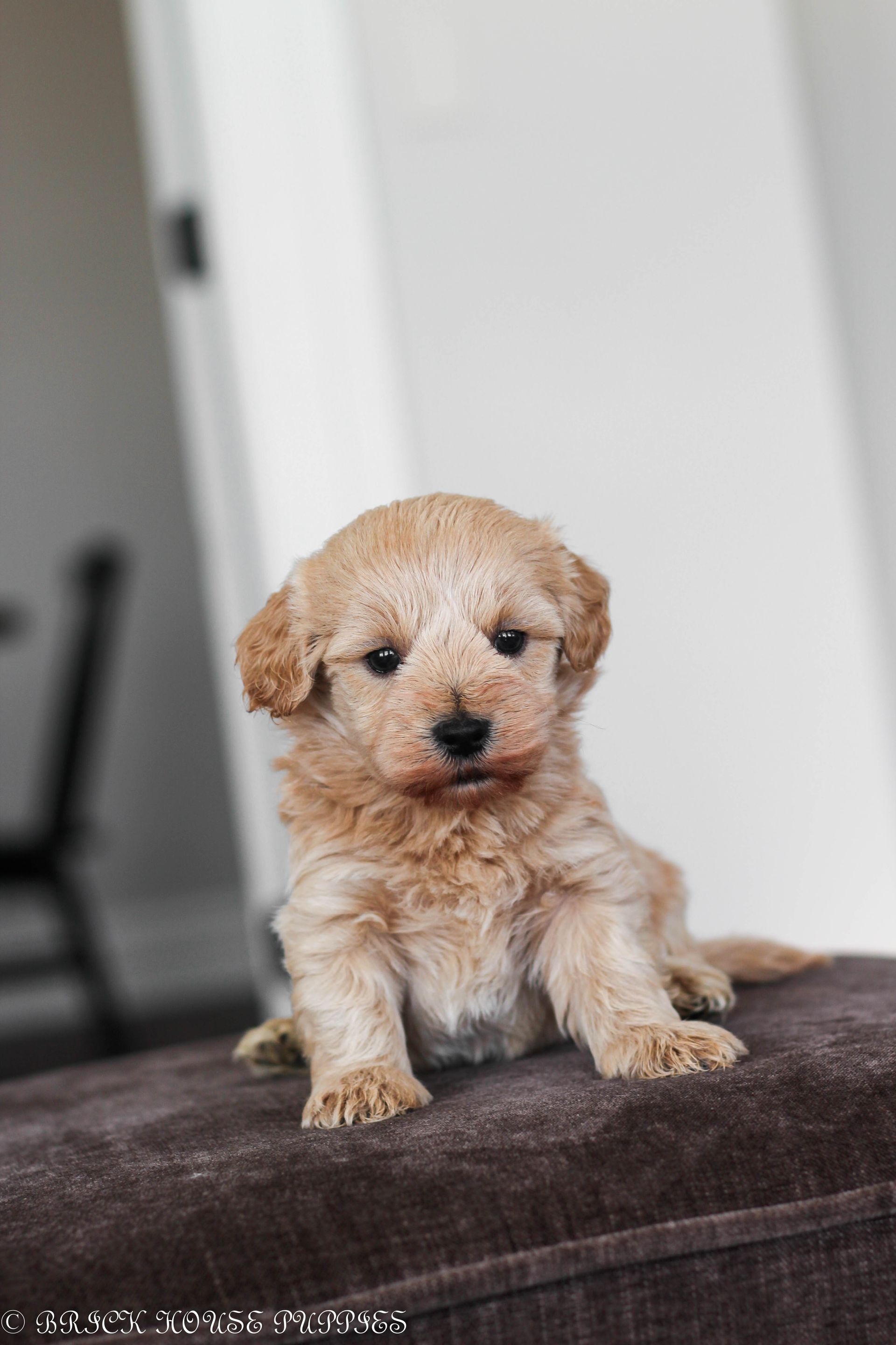 maltipoo puppies for sale, maltipoo puppies, maltese poodle, maltipoo, teddybear puppies for sale, teddybear puppies, puppies for sale, maltipoo breeder, multipoo puppies, multipooh, breeder of ,maltipoo puppies