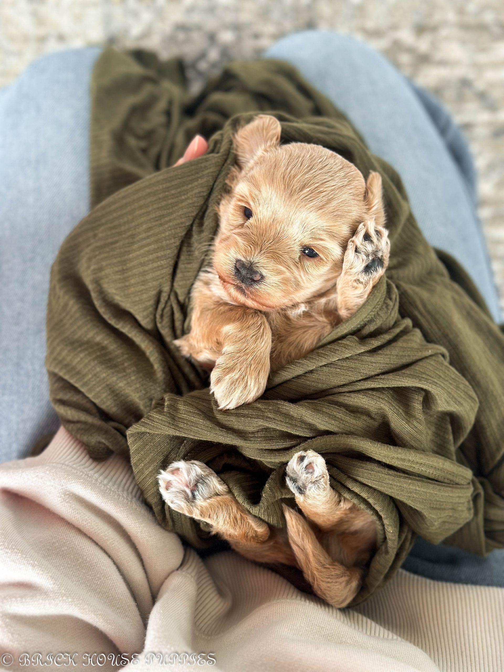 maltipoo puppies for sale, maltipoo puppies, maltese poodle, maltipoo, teddybear puppies for sale, teddybear puppies, puppies for sale, maltipoo breeder, multipoo puppies, multipooh, breeder of ,maltipoo puppies