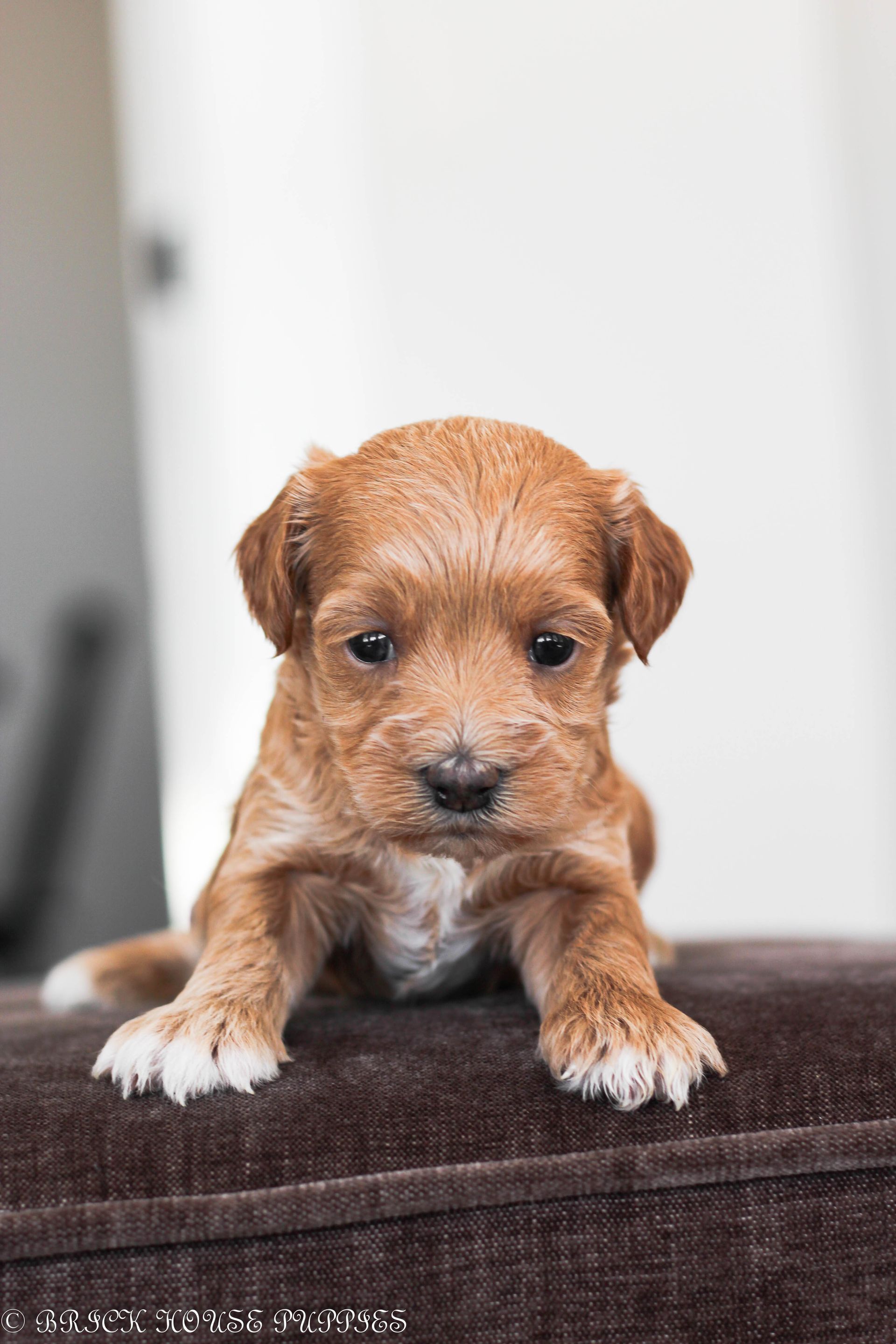 maltipoo puppies for sale, maltipoo puppies, maltese poodle, maltipoo, teddybear puppies for sale, teddybear puppies, puppies for sale, maltipoo breeder, multipoo puppies, multipooh, breeder of ,maltipoo puppies