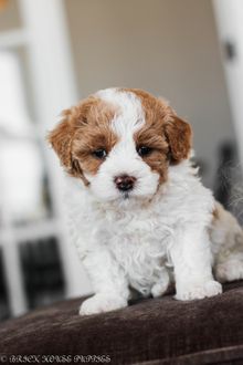 shihpoo puppies for sale, shihpoo puppies, shihpoo, shihpoo breeder, teddybear puppies for sale, teddybear puppies, teddybear puppy, shihtzu poodle puppies, puppies for sale, puppies for sale near me, poochon breeder, poochon puppies for sale, poochon puppies, poochon breeder, maltipoo puppies for sale, maltipoo, maltipoo breeder, maltipoo puppies, malti poo, multipoo, maltepoo