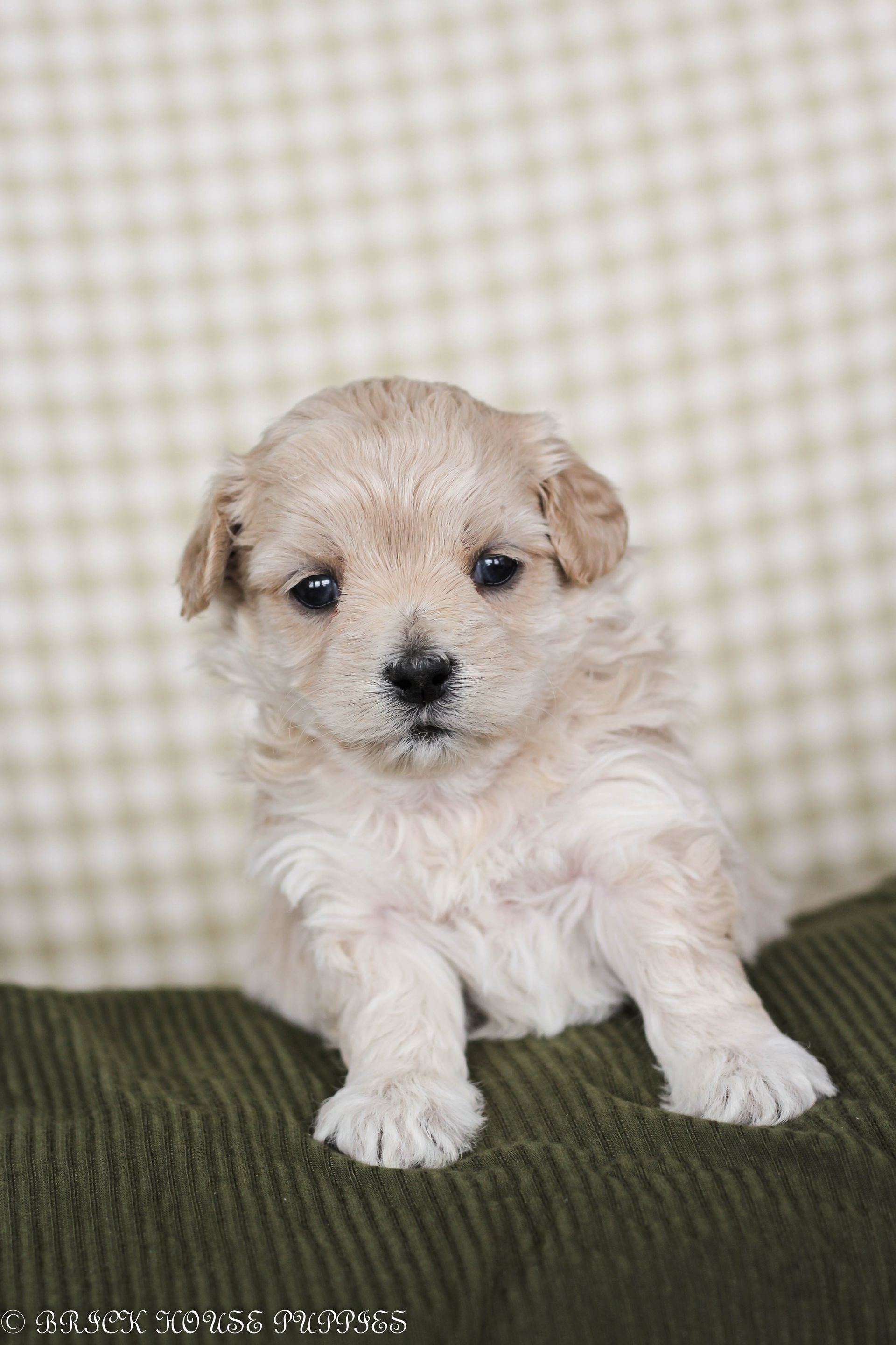 maltipoo puppies for sale, maltipoo puppies, maltese poodle, maltipoo, teddybear puppies for sale, teddybear puppies, puppies for sale, maltipoo breeder, multipoo puppies, multipooh, breeder of ,maltipoo puppies