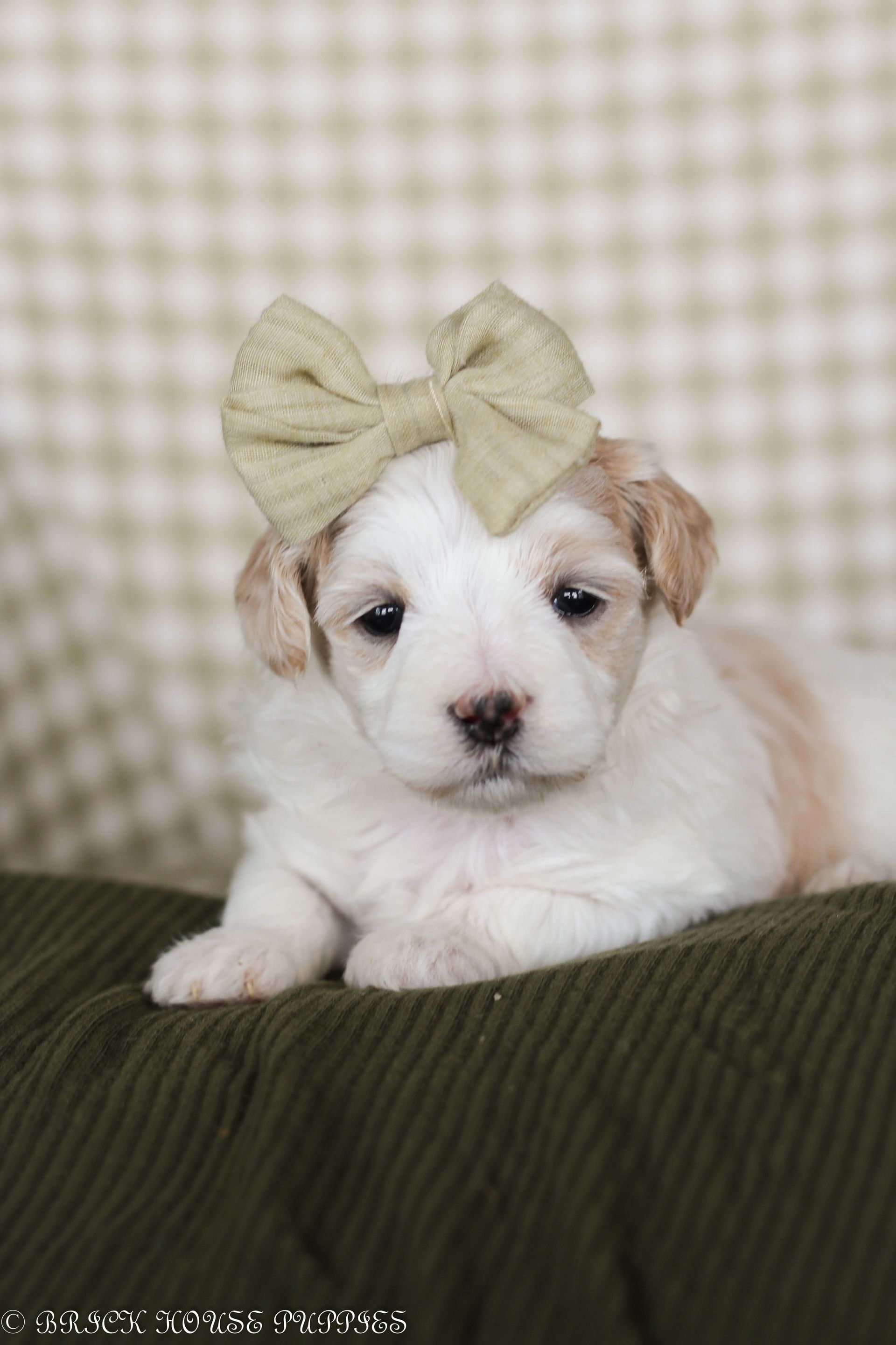 maltipoo puppies for sale, maltipoo puppies, maltese poodle, maltipoo, teddybear puppies for sale, teddybear puppies, puppies for sale, maltipoo breeder, multipoo puppies, multipooh, breeder of ,maltipoo puppies