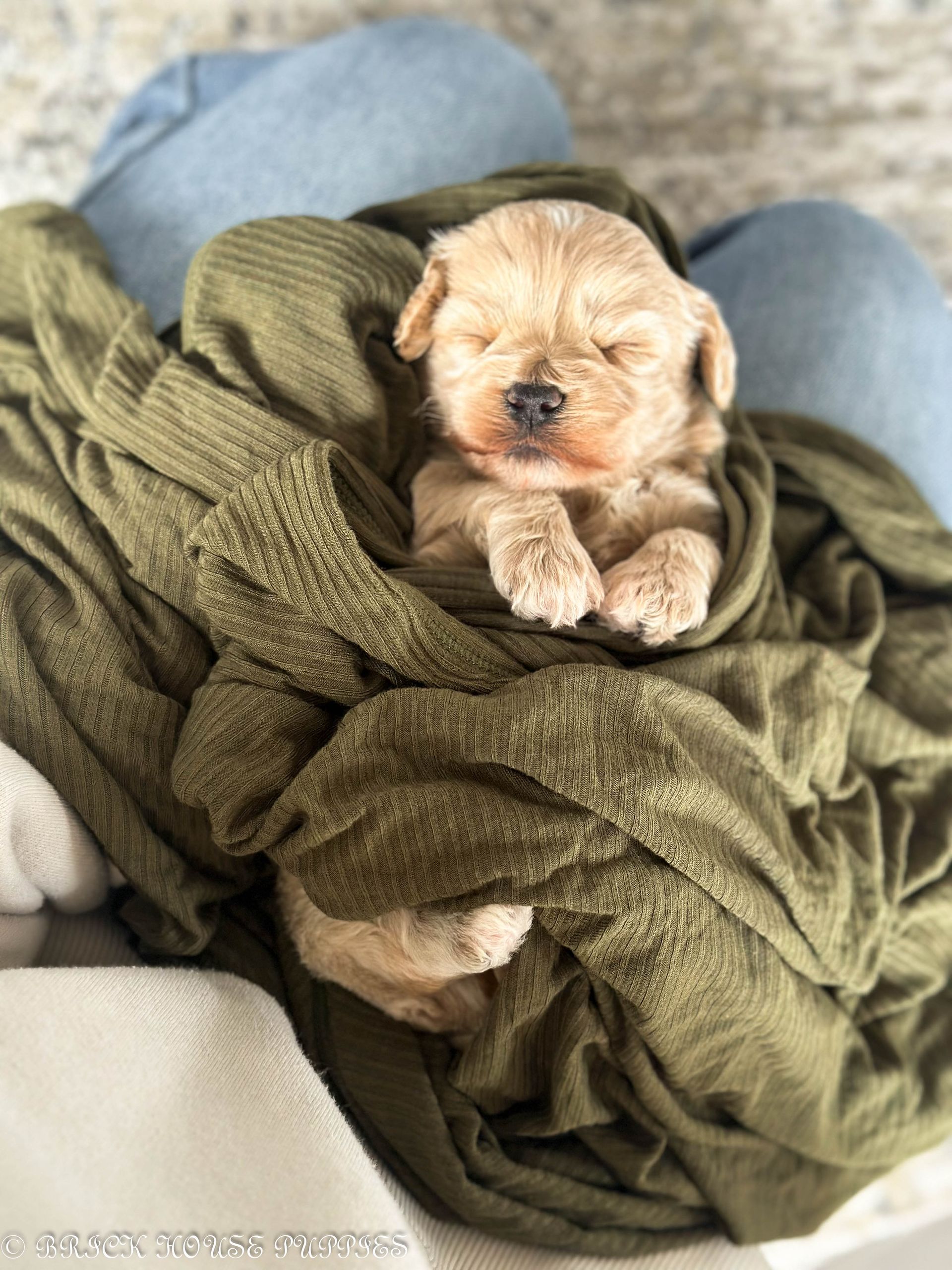 maltipoo puppies for sale, maltipoo puppies, maltese poodle, maltipoo, teddybear puppies for sale, teddybear puppies, puppies for sale, maltipoo breeder, multipoo puppies, multipooh, breeder of ,maltipoo puppies, 