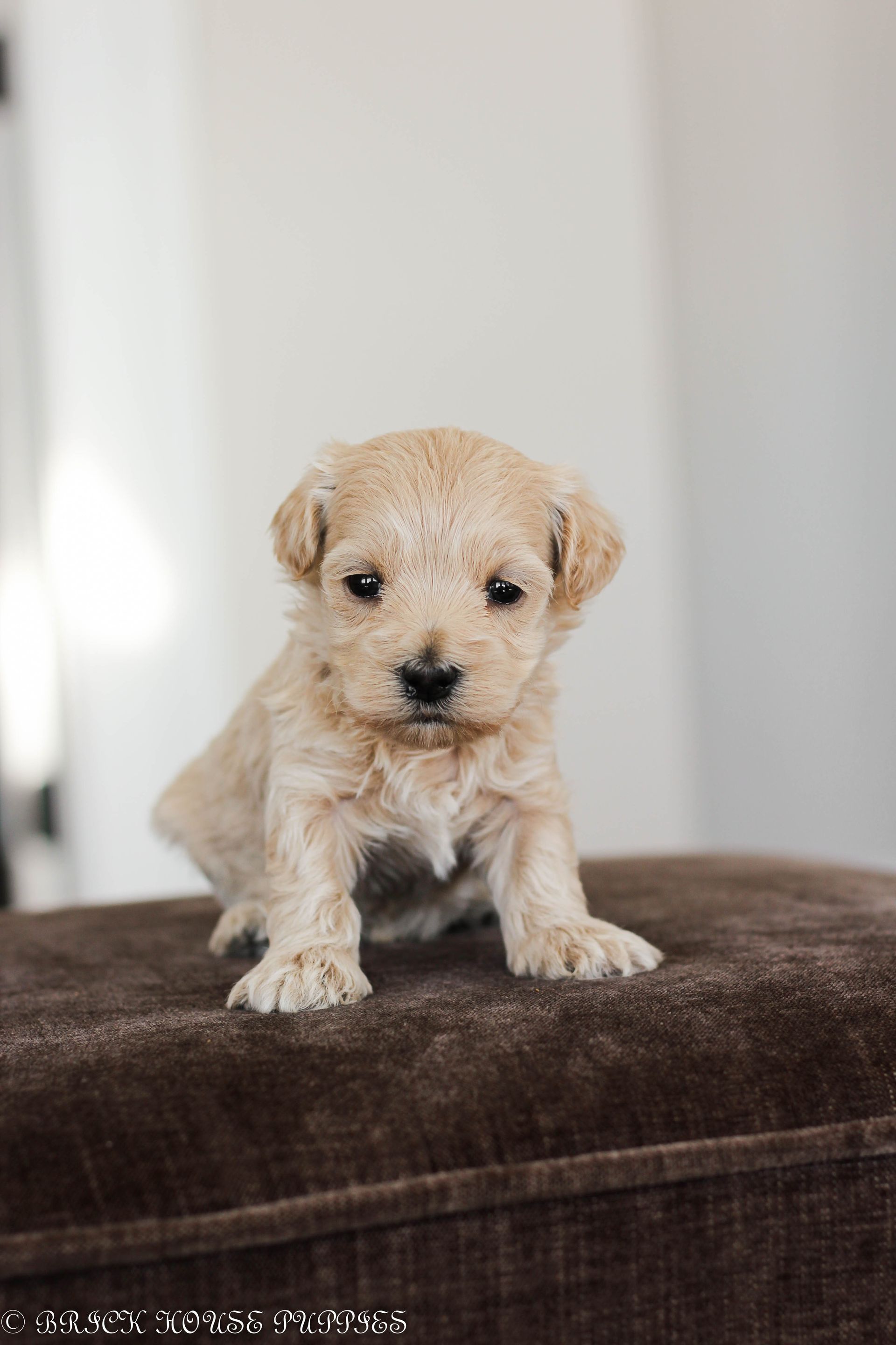 maltipoo puppies for sale, maltipoo puppies, maltese poodle, maltipoo, teddybear puppies for sale, teddybear puppies, puppies for sale, maltipoo breeder, multipoo puppies, multipooh, breeder of ,maltipoo puppies