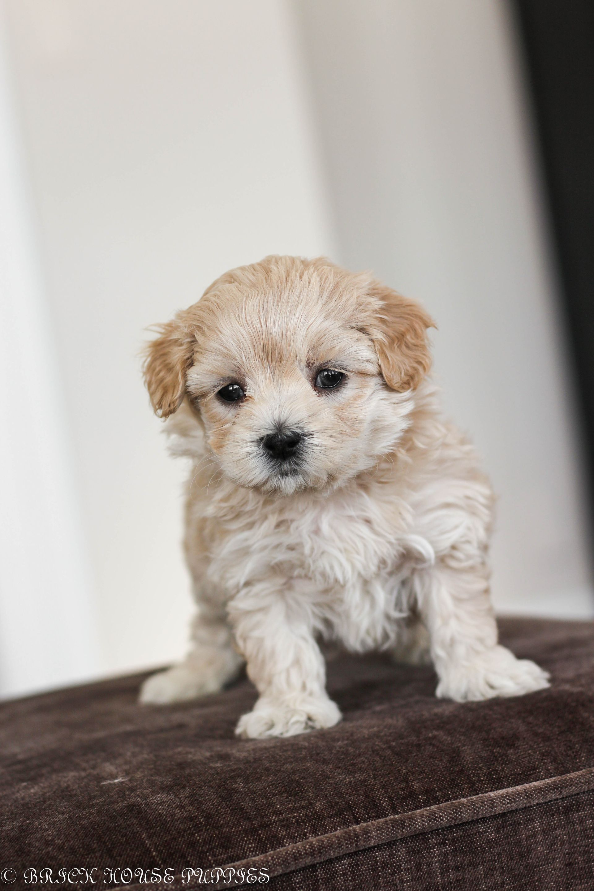 maltipoo puppies for sale, maltipoo puppies, maltese poodle, maltipoo, teddybear puppies for sale, teddybear puppies, puppies for sale, maltipoo breeder, multipoo puppies, multipooh, breeder of ,maltipoo puppies