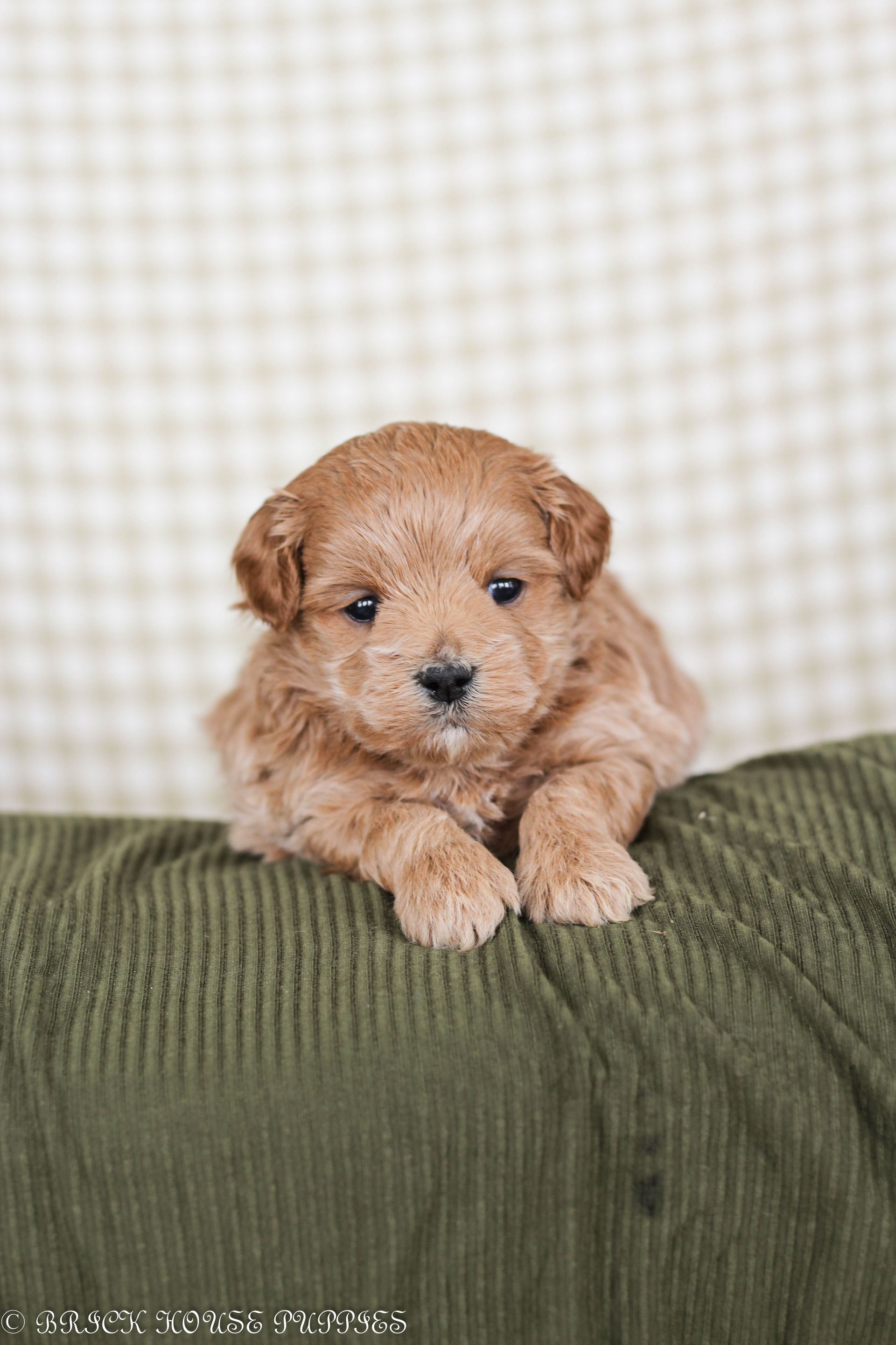 maltipoo puppies for sale, maltipoo puppies, maltese poodle, maltipoo, teddybear puppies for sale, teddybear puppies, puppies for sale, maltipoo breeder, multipoo puppies, multipooh, breeder of ,maltipoo puppies