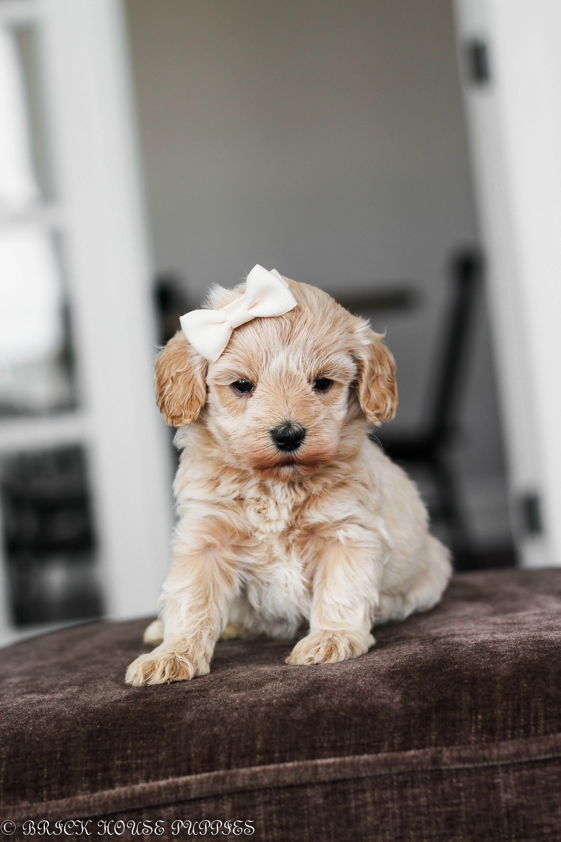 maltipoo puppies for sale, maltipoo puppies, maltese poodle, maltipoo, teddybear puppies for sale, teddybear puppies, puppies for sale, maltipoo breeder, multipoo puppies, multipooh, breeder of ,maltipoo puppies