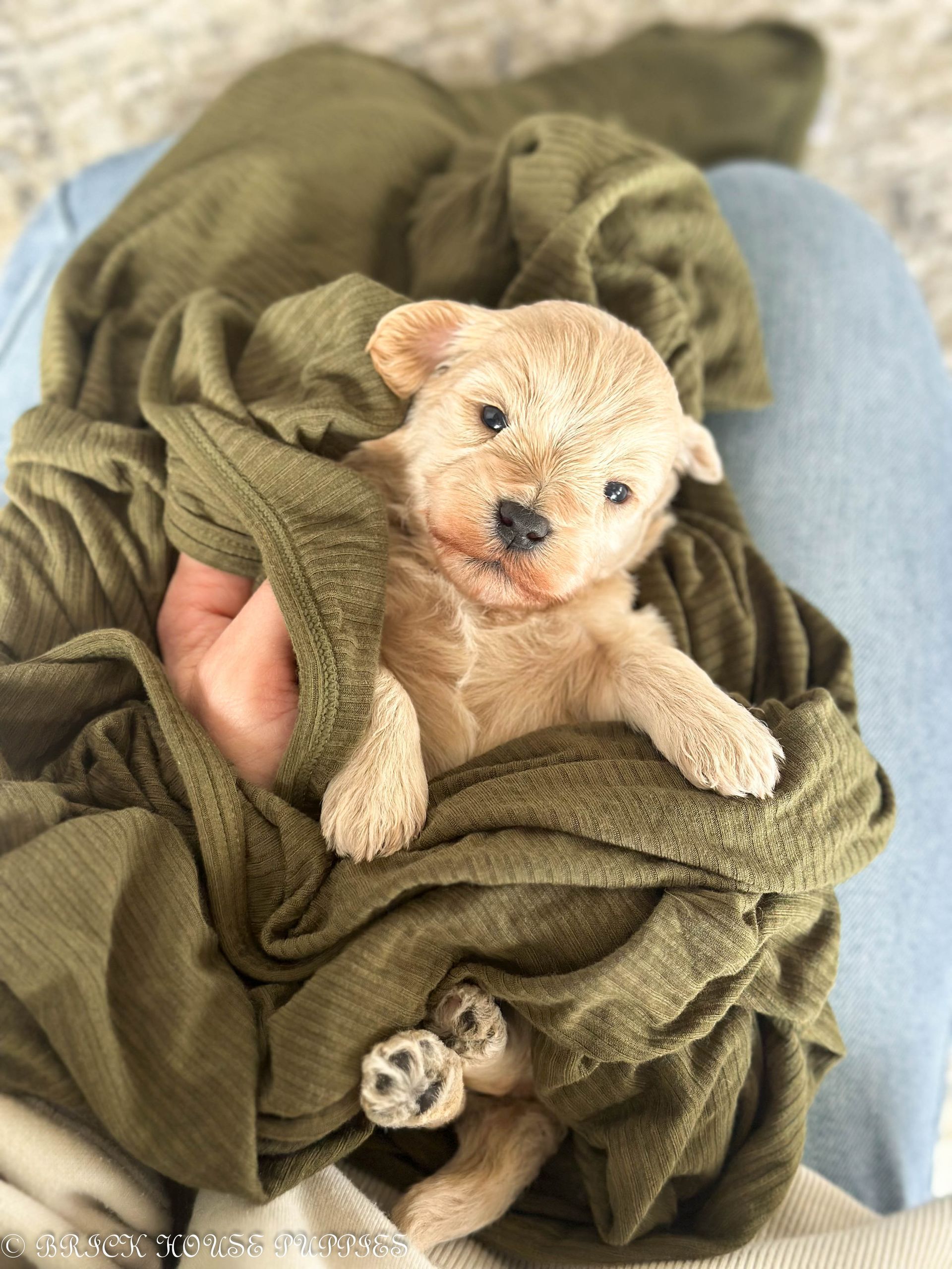 maltipoo puppies for sale, maltipoo puppies, maltese poodle, maltipoo, teddybear puppies for sale, teddybear puppies, puppies for sale, maltipoo breeder, multipoo puppies, multipooh, breeder of ,maltipoo puppies