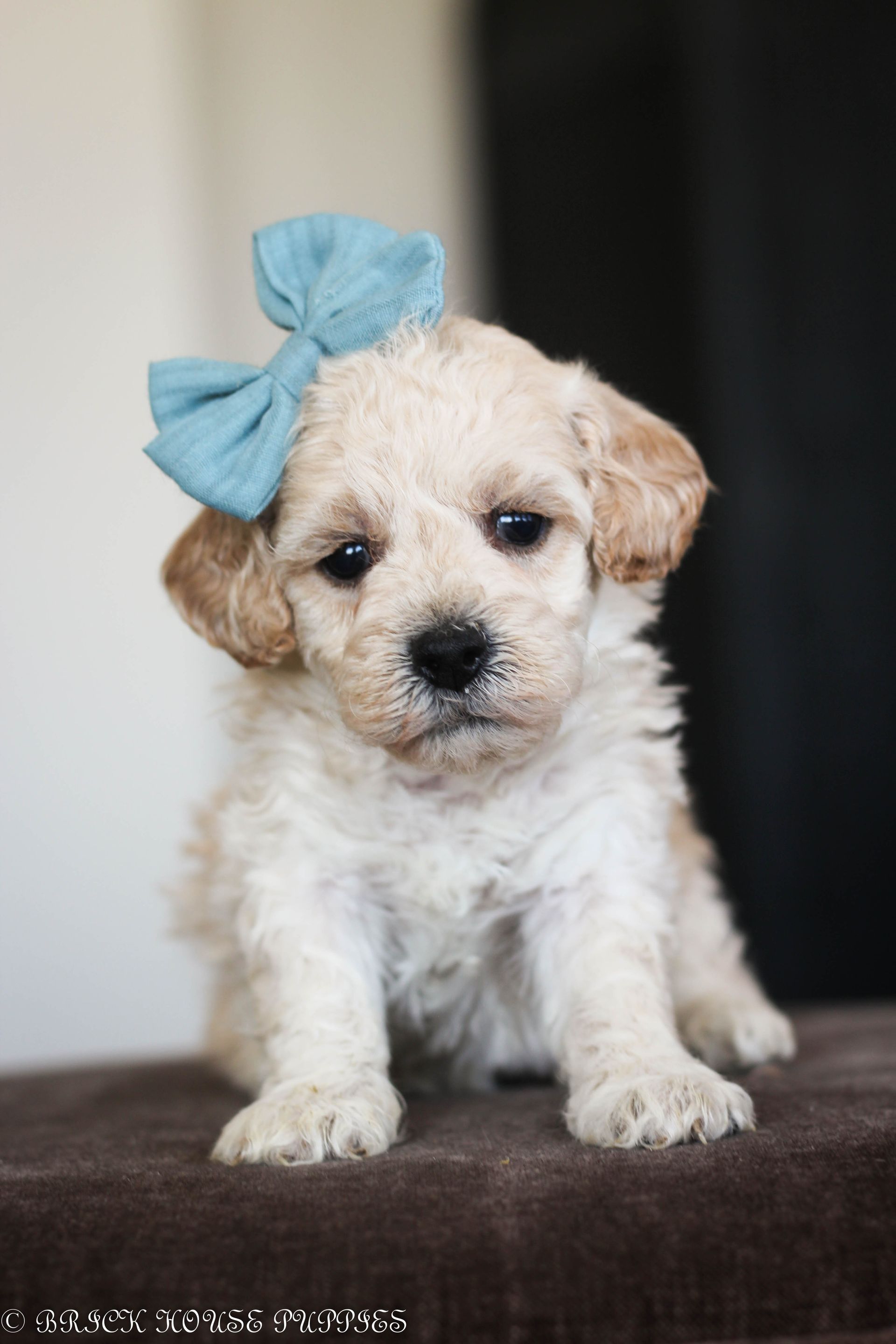Poochon Puppies for sale, poochon puppies, bichpoo puppies, teddybear puppies for sale, teddybear puppies, teddybear puppy breeder, poochon breeder, puppies for sale