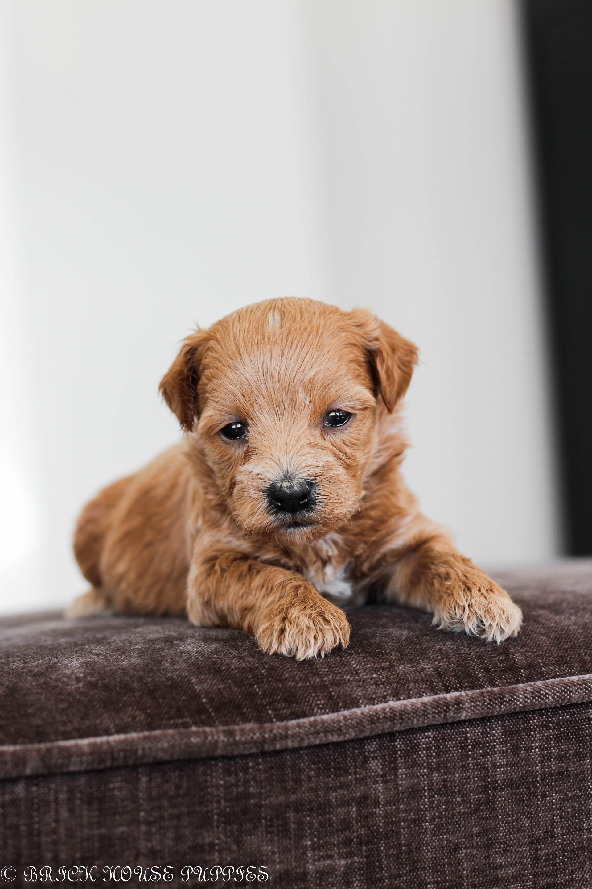 maltipoo puppies for sale, maltipoo puppies, maltese poodle, maltipoo, teddybear puppies for sale, teddybear puppies, puppies for sale, maltipoo breeder, multipoo puppies, multipooh, breeder of ,maltipoo puppies, 