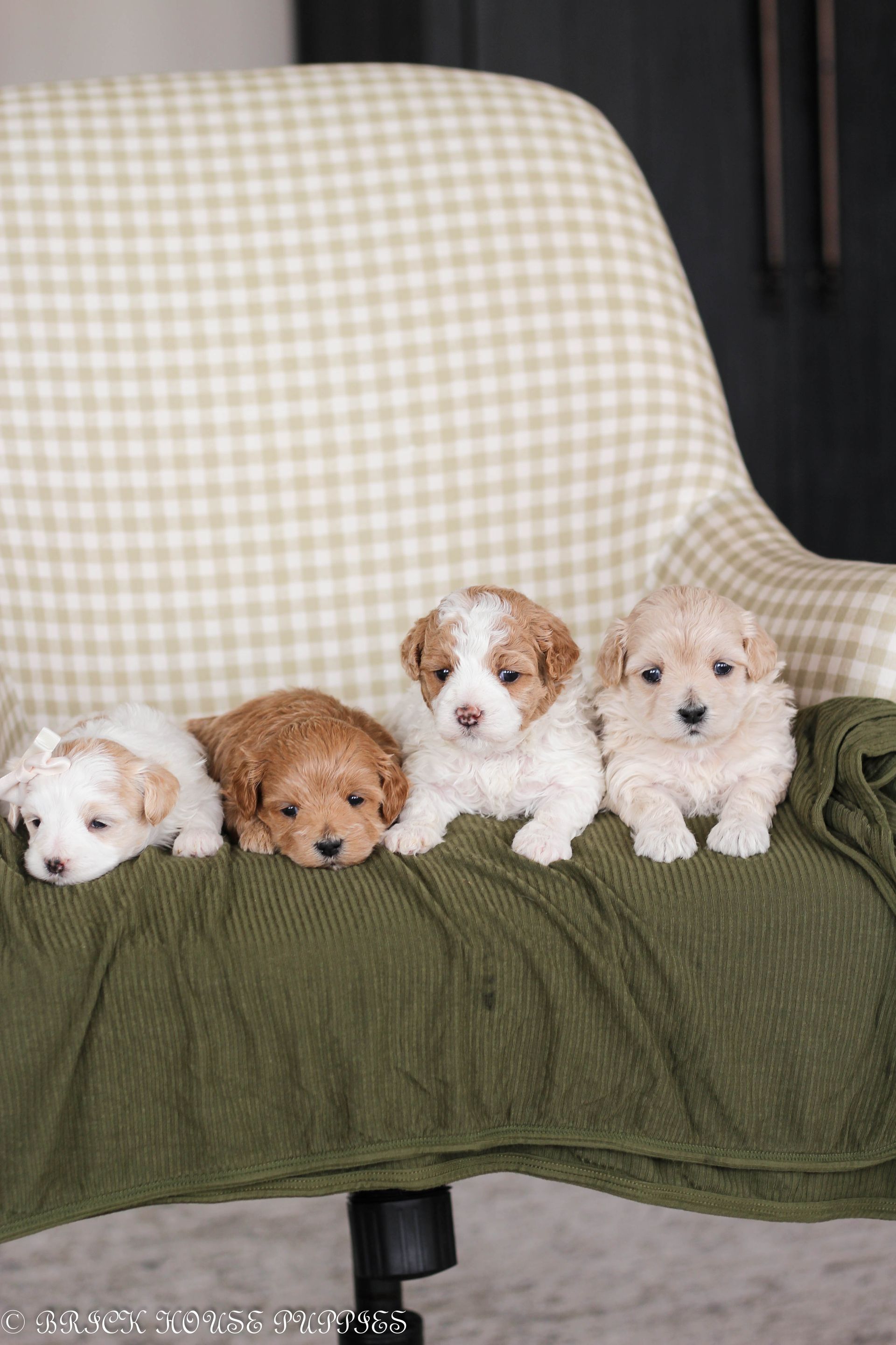 maltipoo puppies for sale, maltipoo puppies, maltese poodle, maltipoo, teddybear puppies for sale, teddybear puppies, puppies for sale, maltipoo breeder, multipoo puppies, multipooh, breeder of ,maltipoo puppies