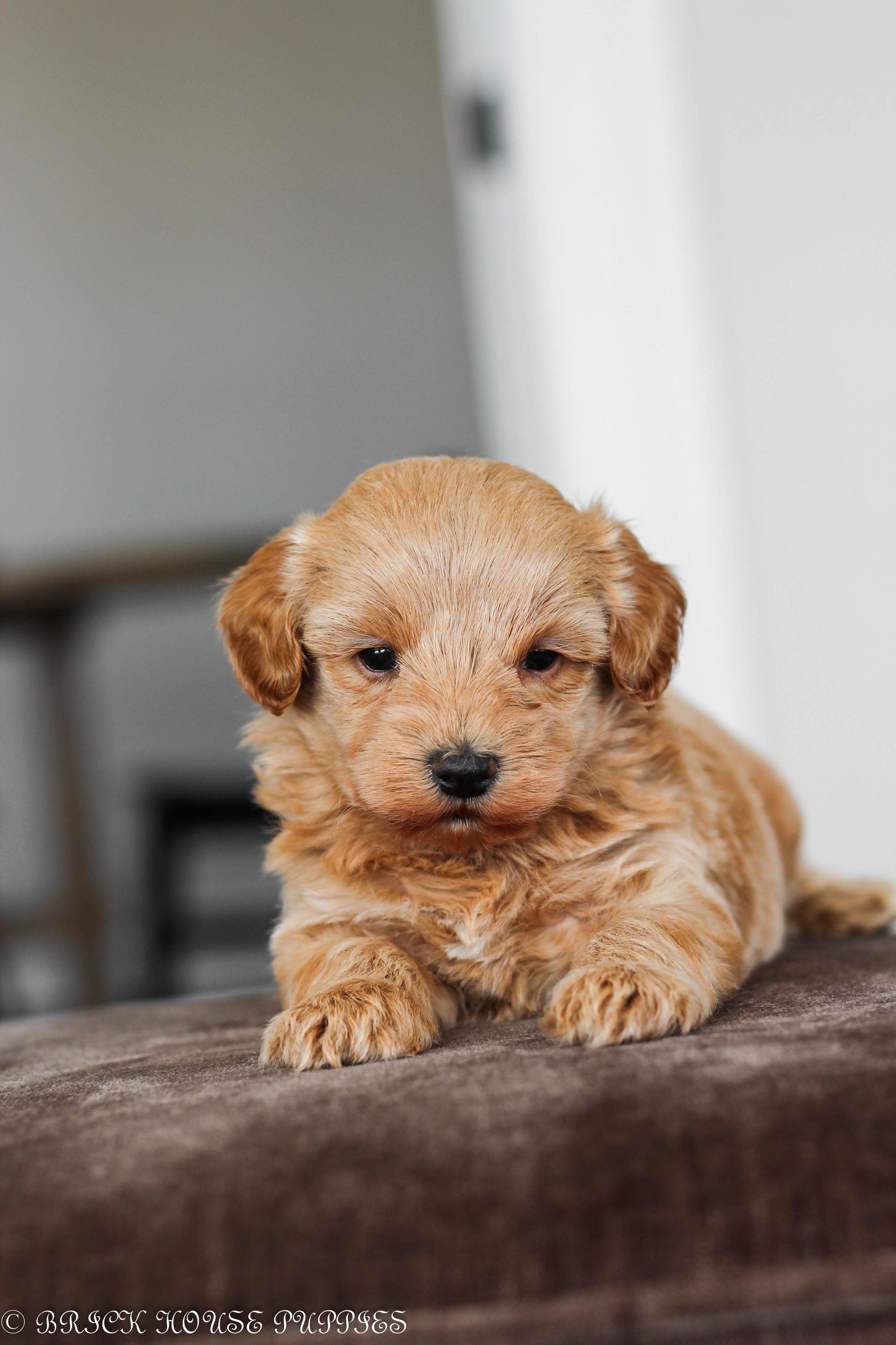 maltipoo puppies for sale, maltipoo puppies, maltese poodle, maltipoo, teddybear puppies for sale, teddybear puppies, puppies for sale, maltipoo breeder, multipoo puppies, multipooh, breeder of ,maltipoo puppies