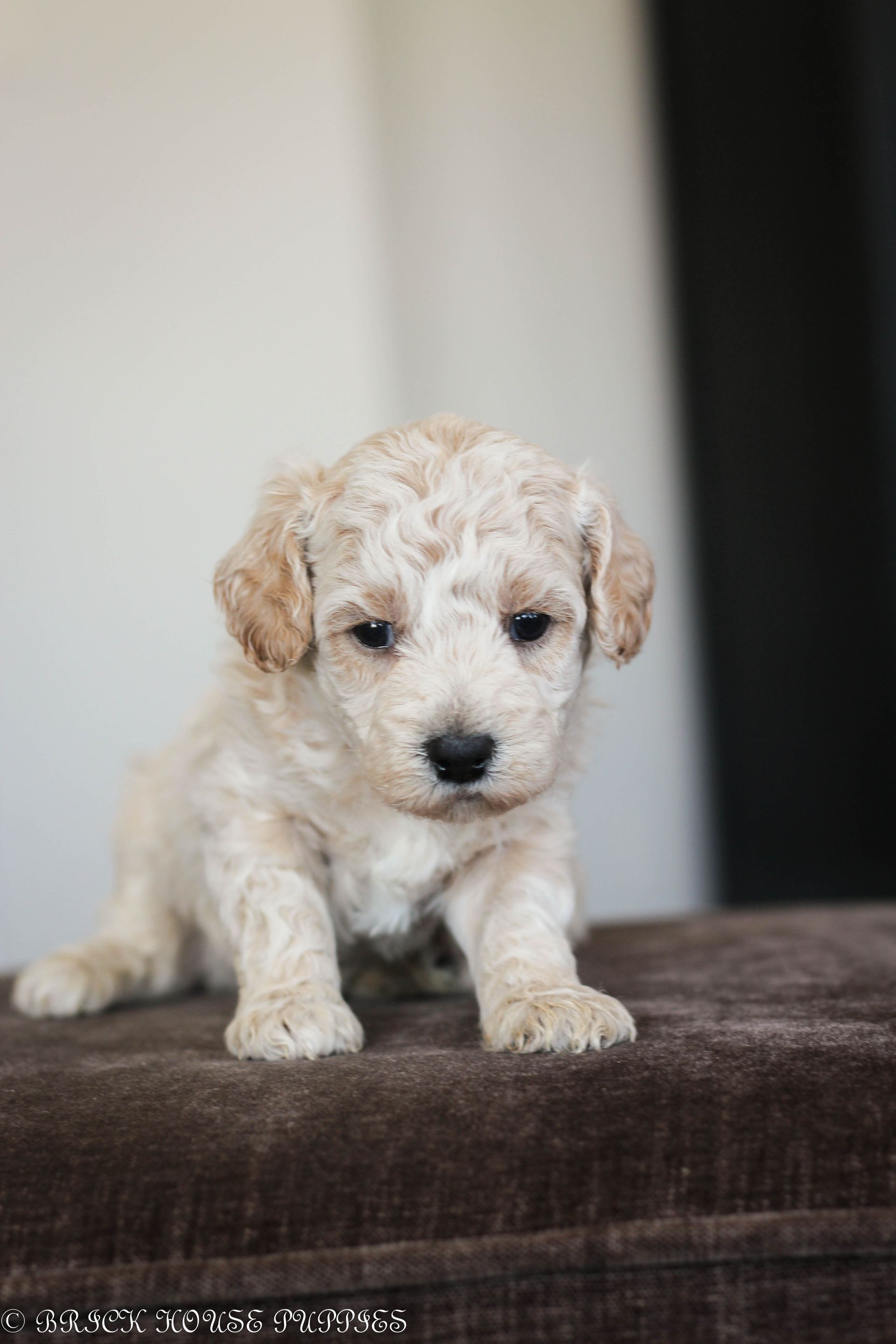 Poochon Puppies for sale, poochon puppies, bichpoo puppies, teddybear puppies for sale, teddybear puppies, teddybear puppy breeder, poochon breeder, puppies for sale