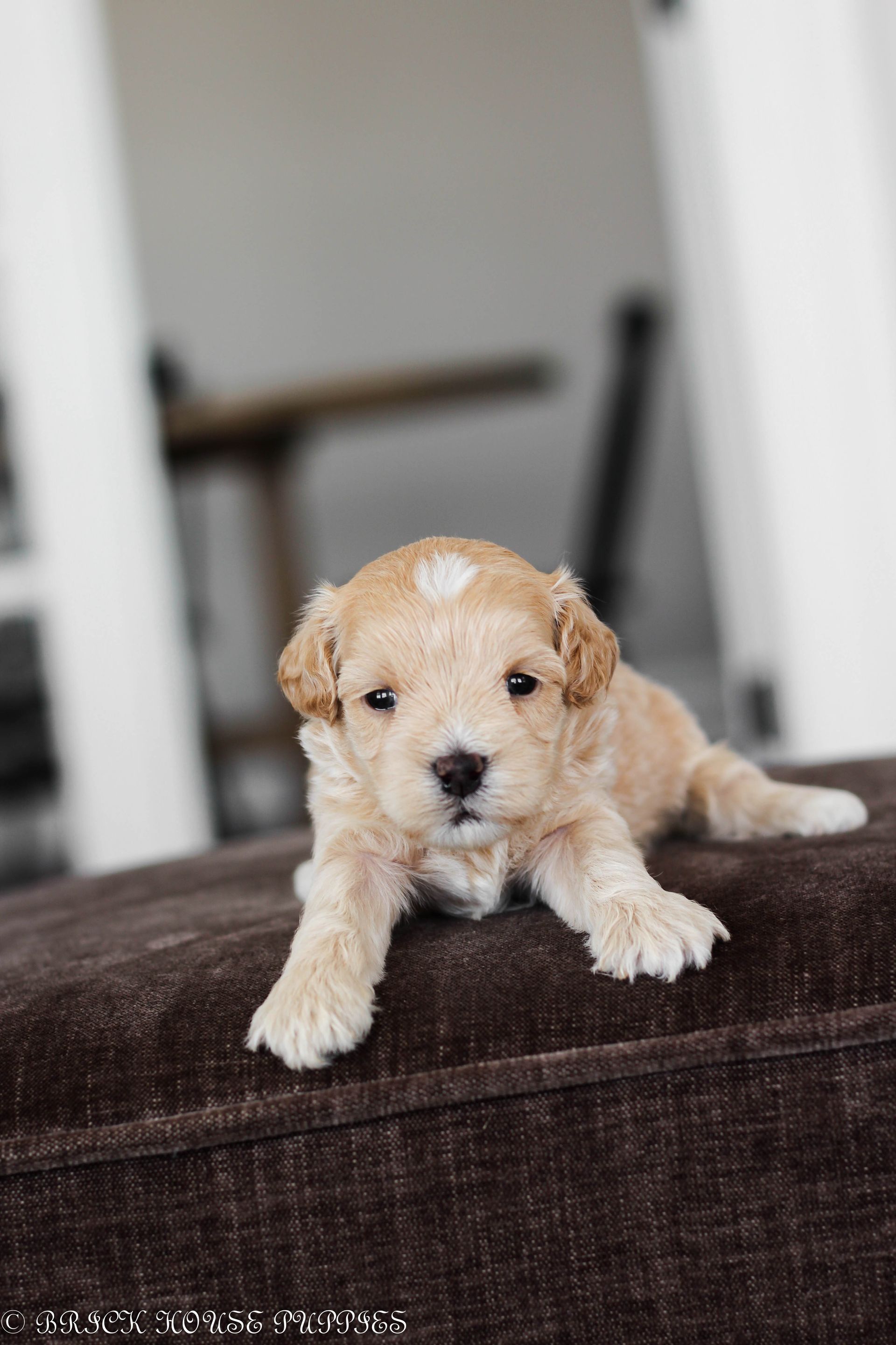 maltipoo puppies for sale, maltipoo puppies, maltese poodle, maltipoo, teddybear puppies for sale, teddybear puppies, puppies for sale, maltipoo breeder, multipoo puppies, multipooh, breeder of ,maltipoo puppies, 