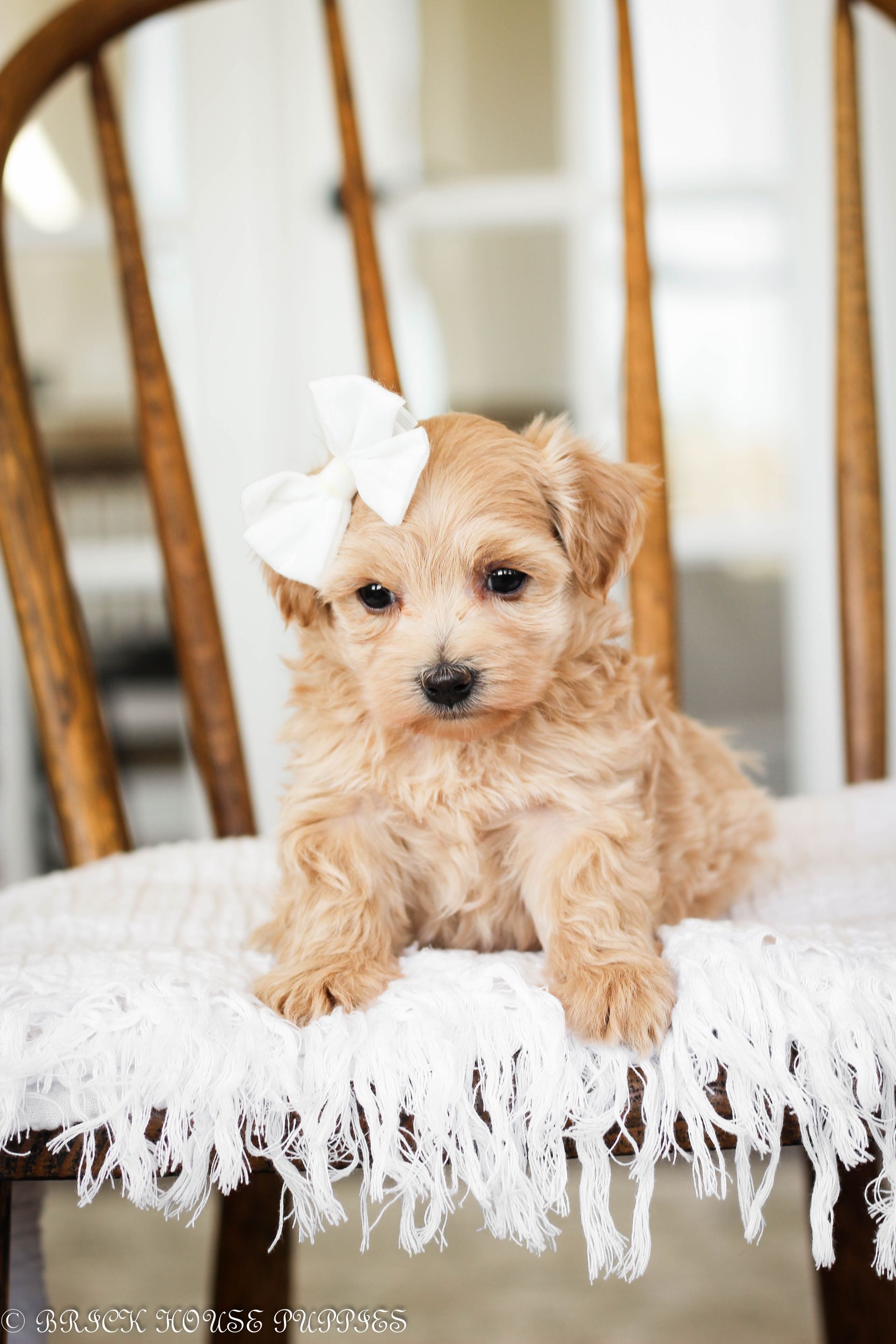 maltipoo puppies for sale, maltipoo puppies, maltese poodle, maltipoo, teddybear puppies for sale, teddybear puppies, puppies for sale, maltipoo breeder, multipoo puppies, multipooh, breeder of ,maltipoo puppies