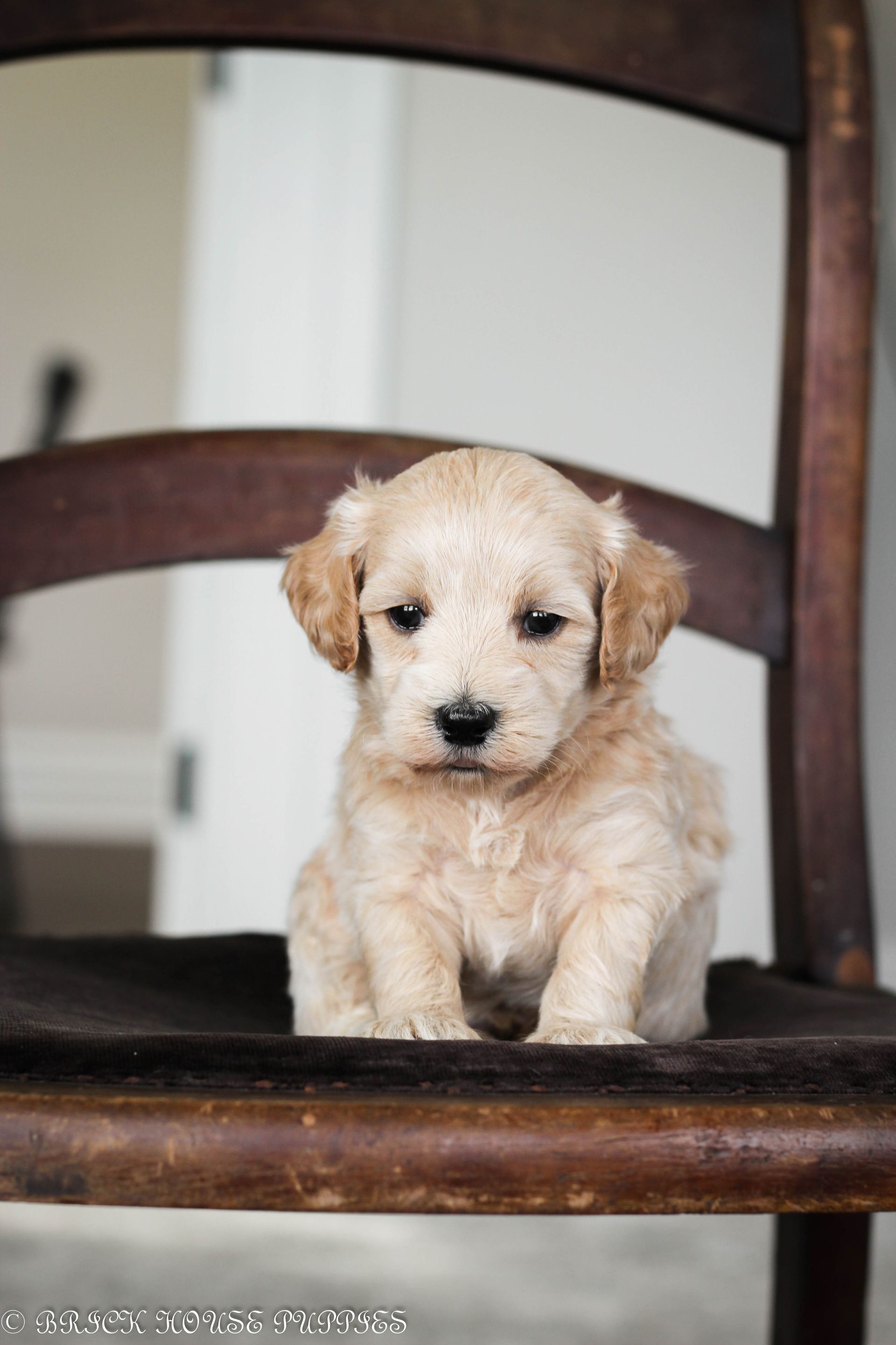 maltipoo puppies for sale, maltipoo puppies, maltese poodle, maltipoo, teddybear puppies for sale, teddybear puppies, puppies for sale, maltipoo breeder, multipoo puppies, multipooh, breeder of ,maltipoo puppies, 