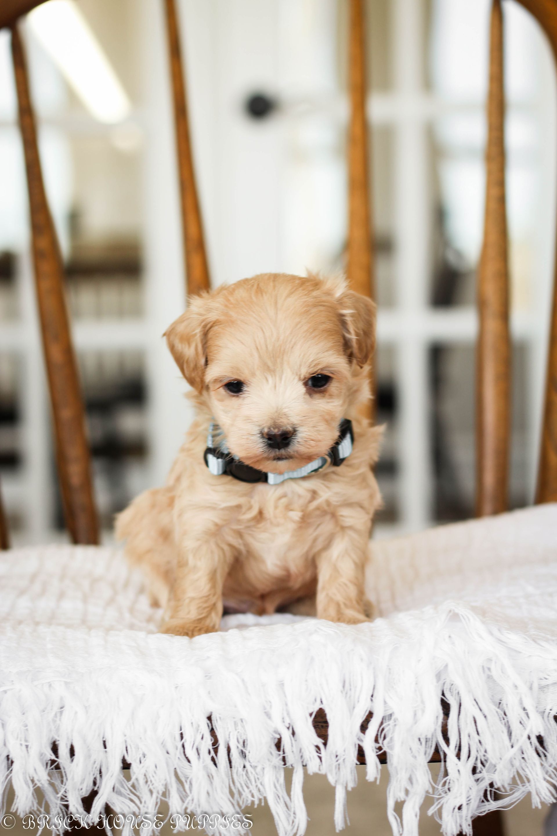 maltipoo puppies for sale, maltipoo puppies, maltese poodle, maltipoo, teddybear puppies for sale, teddybear puppies, puppies for sale, maltipoo breeder, multipoo puppies, multipooh, breeder of ,maltipoo puppies