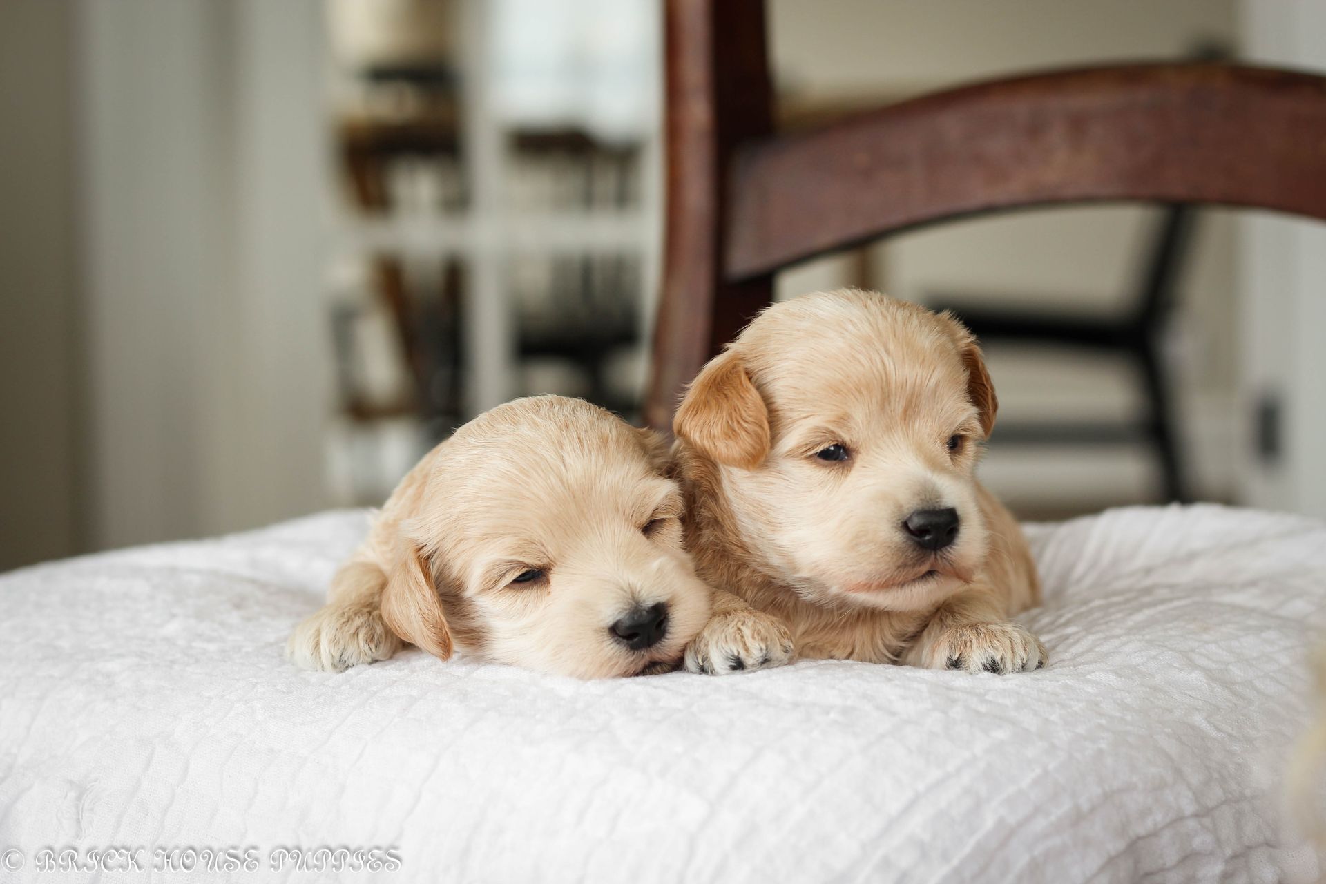 maltipoo puppies for sale, maltipoo puppies, maltese poodle, maltipoo, teddybear puppies for sale, teddybear puppies, puppies for sale, maltipoo breeder, multipoo puppies, multipooh, breeder of ,maltipoo puppies